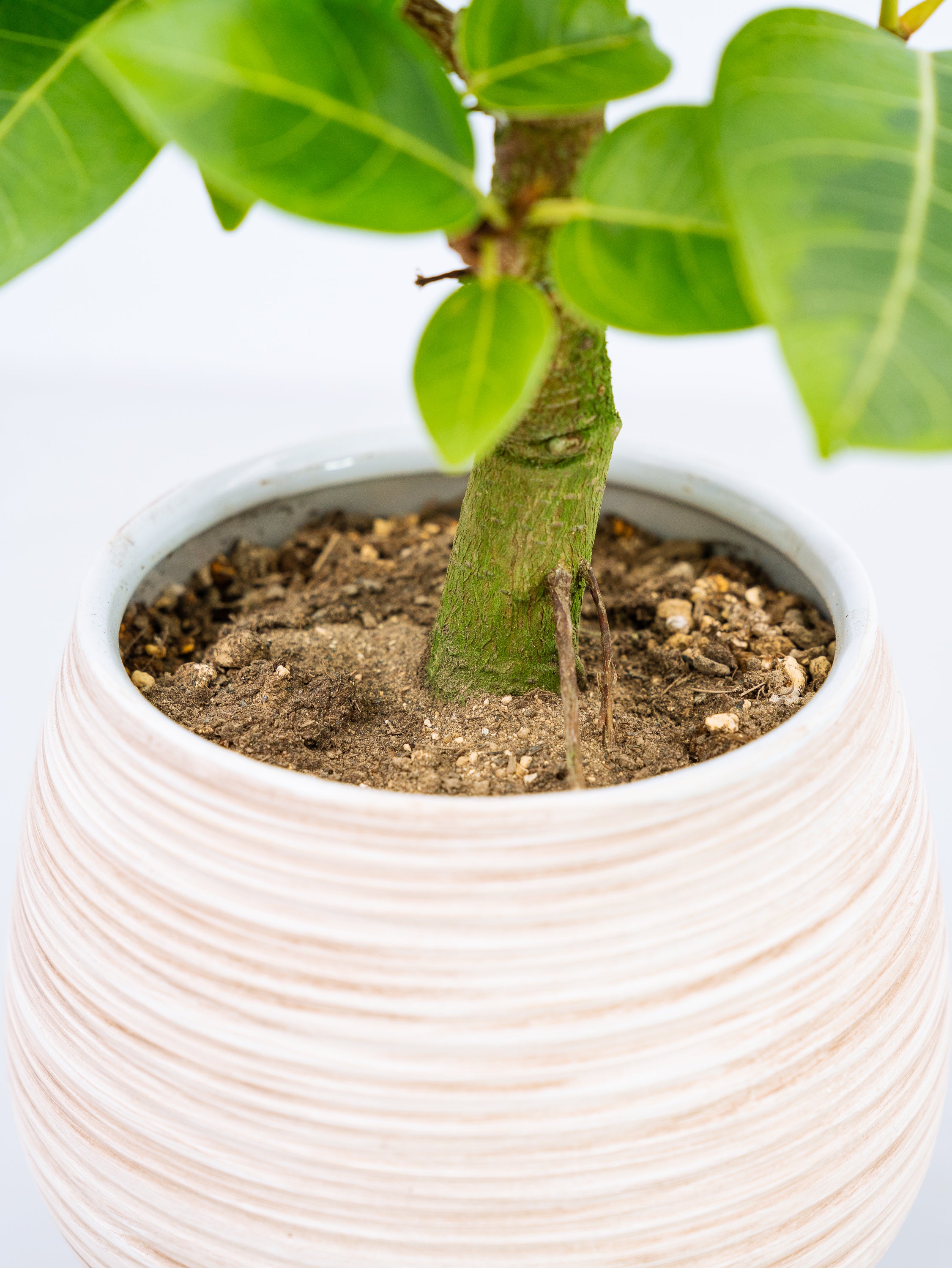 一点もの】フィカス・アルテシマ 極上株 Table-L #3 | 観葉植物・お花