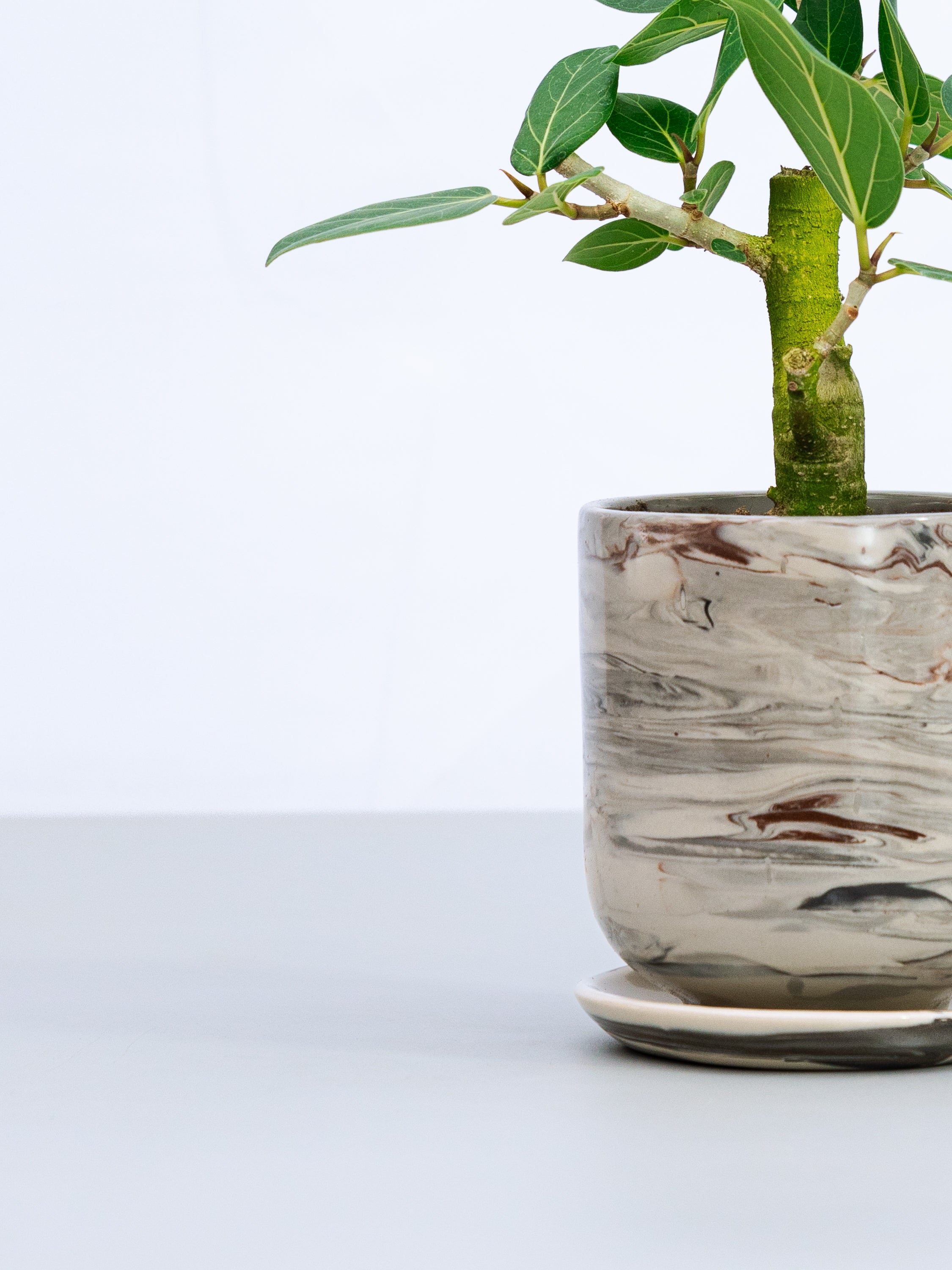 一点もの】フィカス・ベンガレンシス 極上株 Table-L #4 | 観葉植物