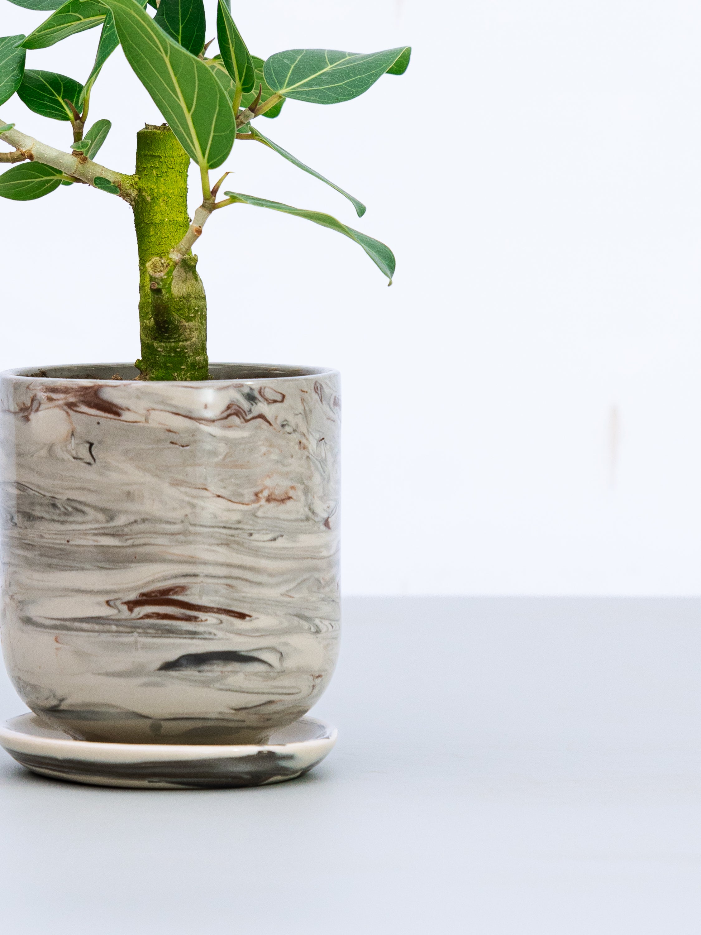 一点もの】フィカス・ベンガレンシス 極上株 Table-L #4 | 観葉植物