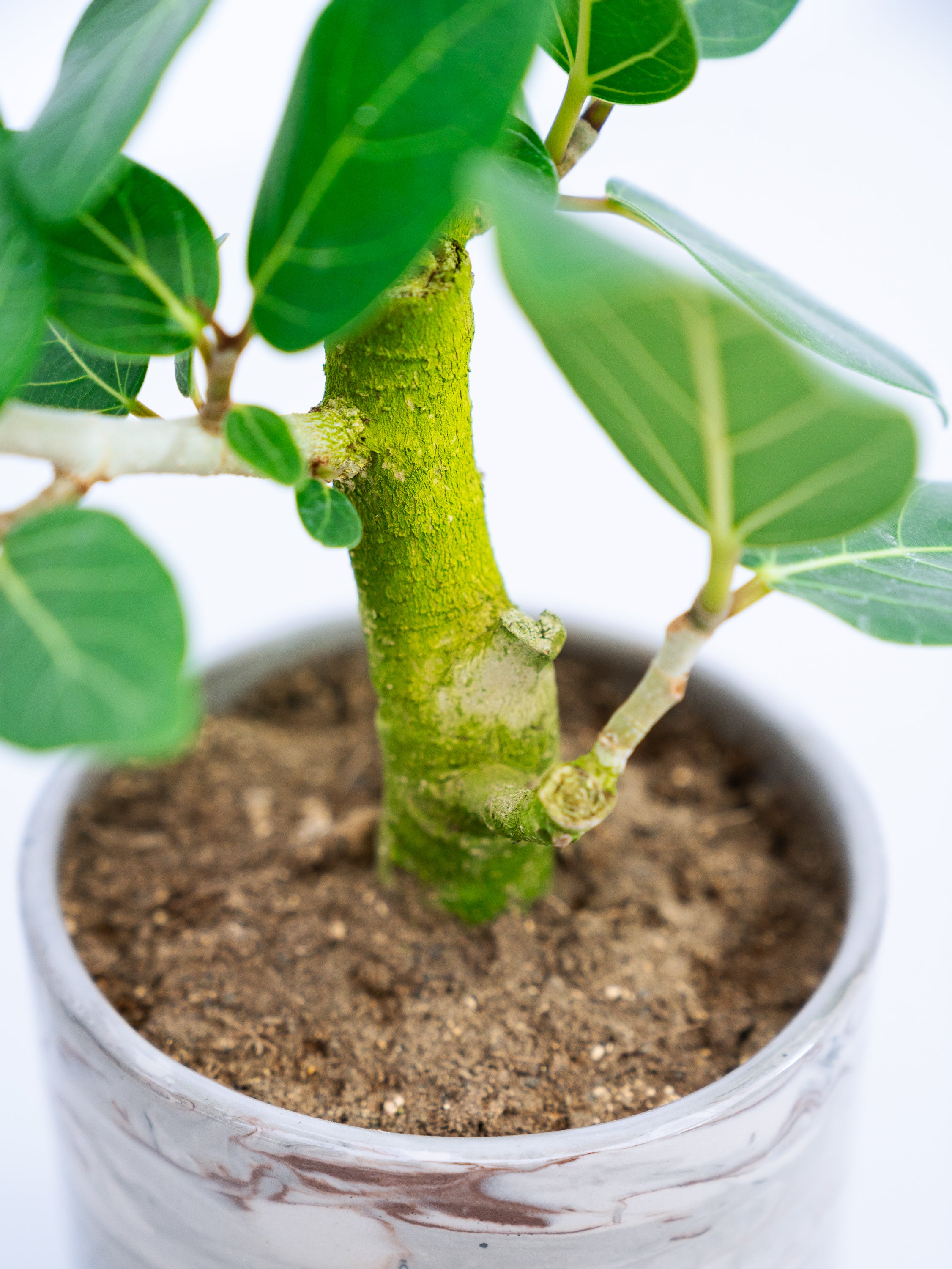 一点もの】フィカス・ベンガレンシス 極上株 Table-L #4 | 観葉植物