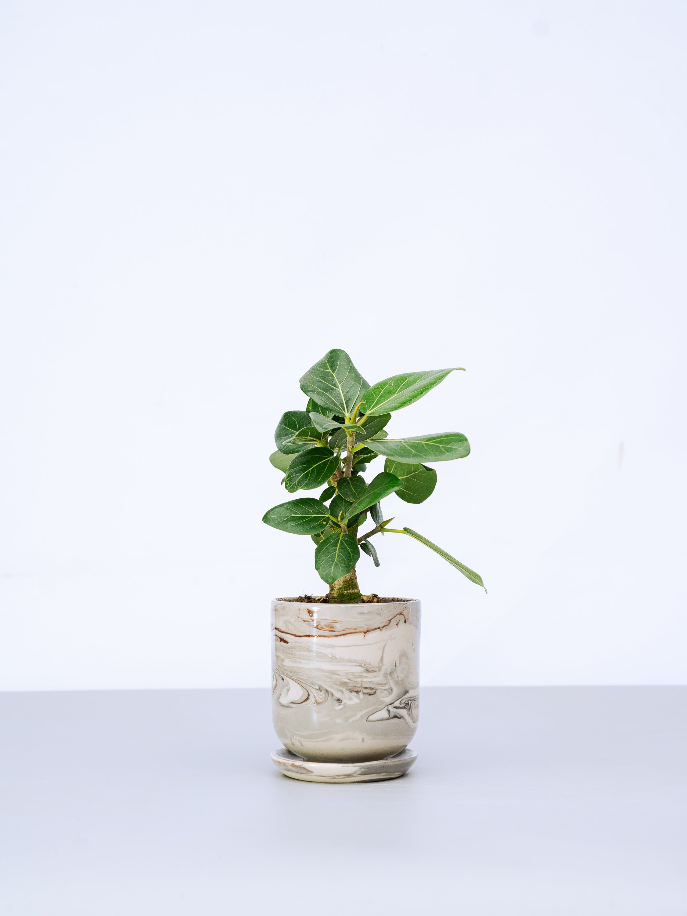 一点もの】フィカス・ベンガレンシス 極上株 Table-L #3 | 観葉植物