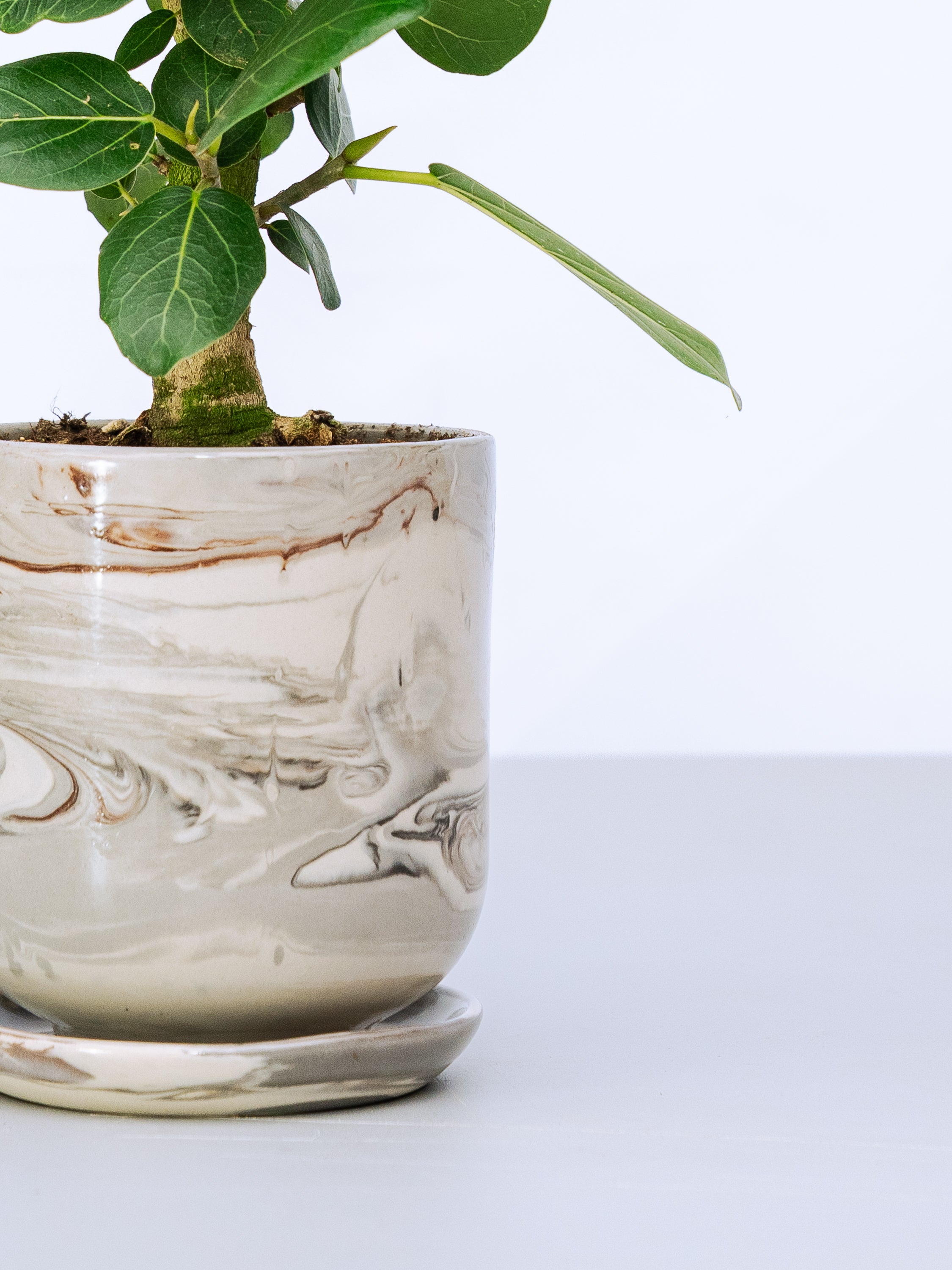一点もの】フィカス・ベンガレンシス 極上株 Table-L #3 | 観葉植物