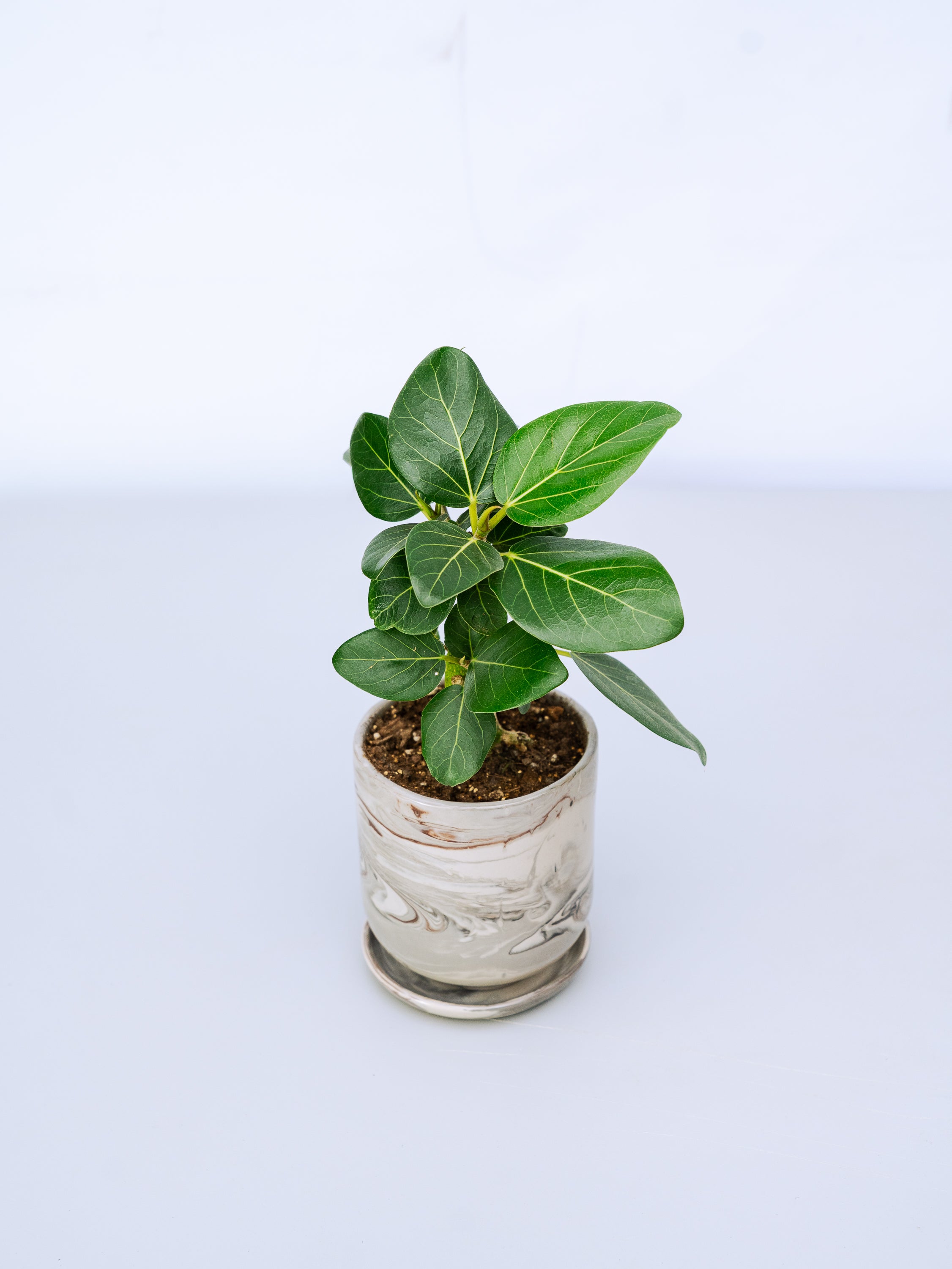 一点もの】フィカス・ベンガレンシス 極上株 Table-L #3 | 観葉植物