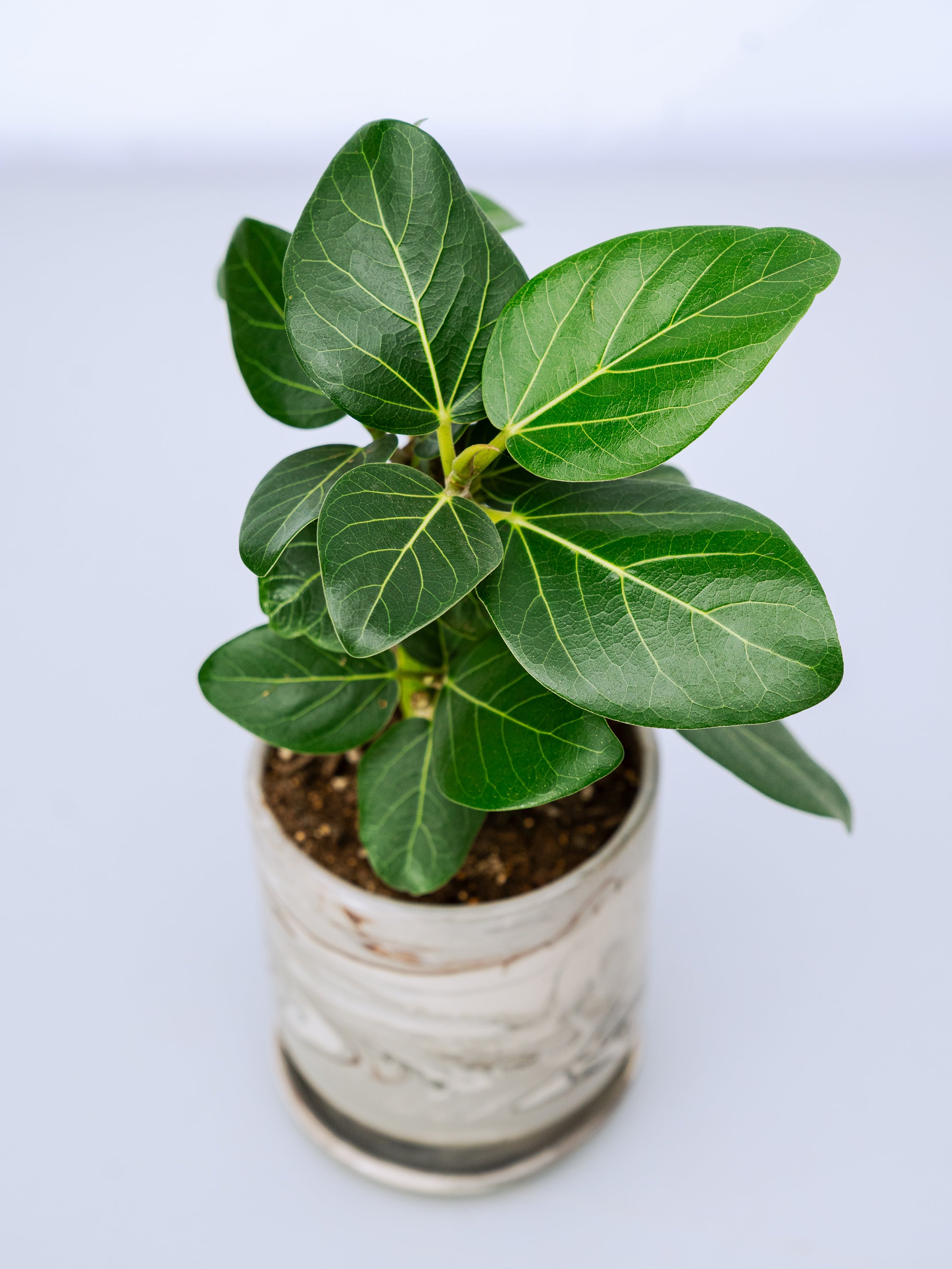 一点もの】フィカス・ベンガレンシス 極上株 Table-L #3 | 観葉植物