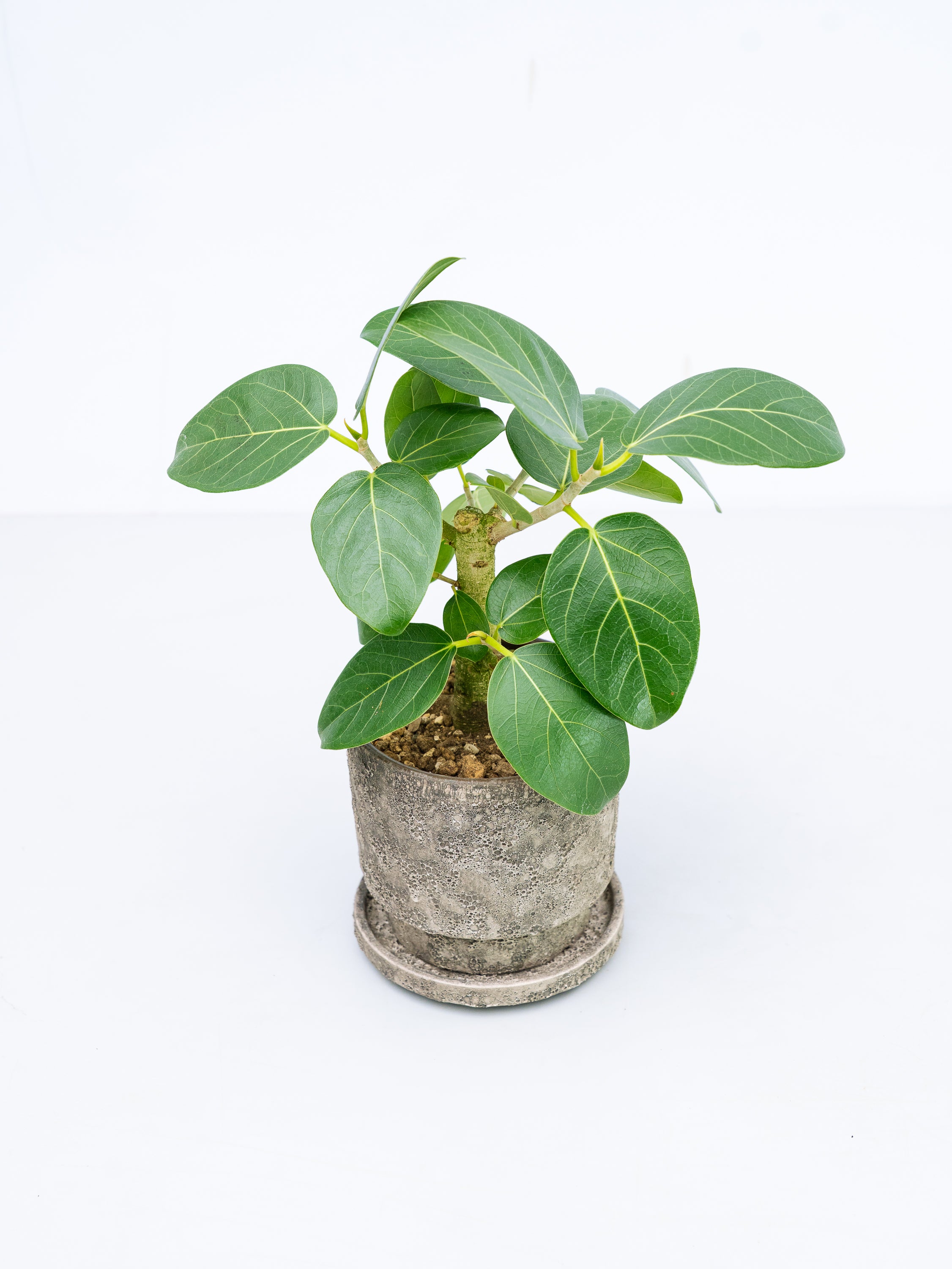 一点もの】フィカス・ベンガレンシス 極上株 Table-L #6 | 観葉植物