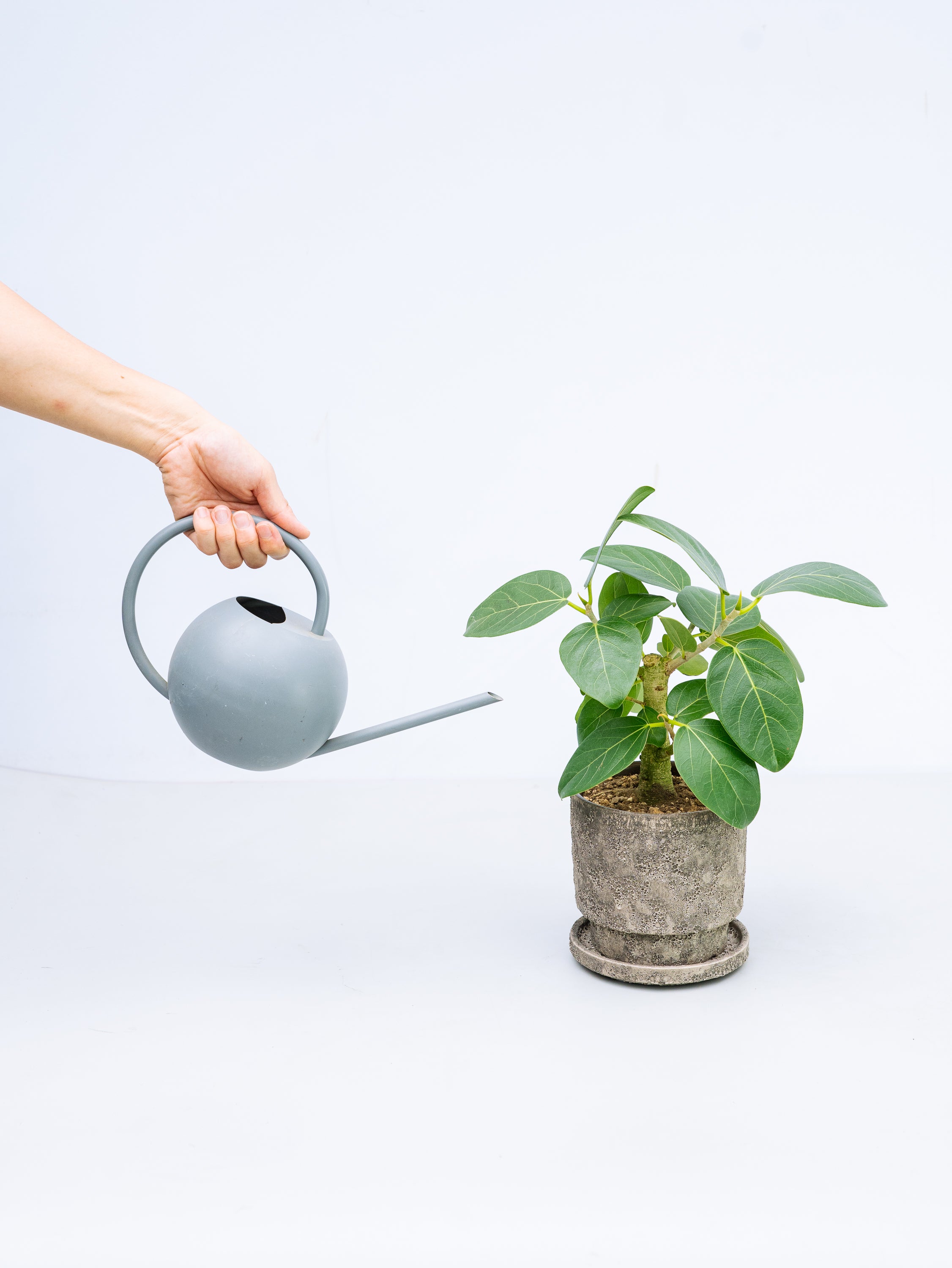 一点もの】フィカス・ベンガレンシス 極上株 Table-L #6 | 観葉植物