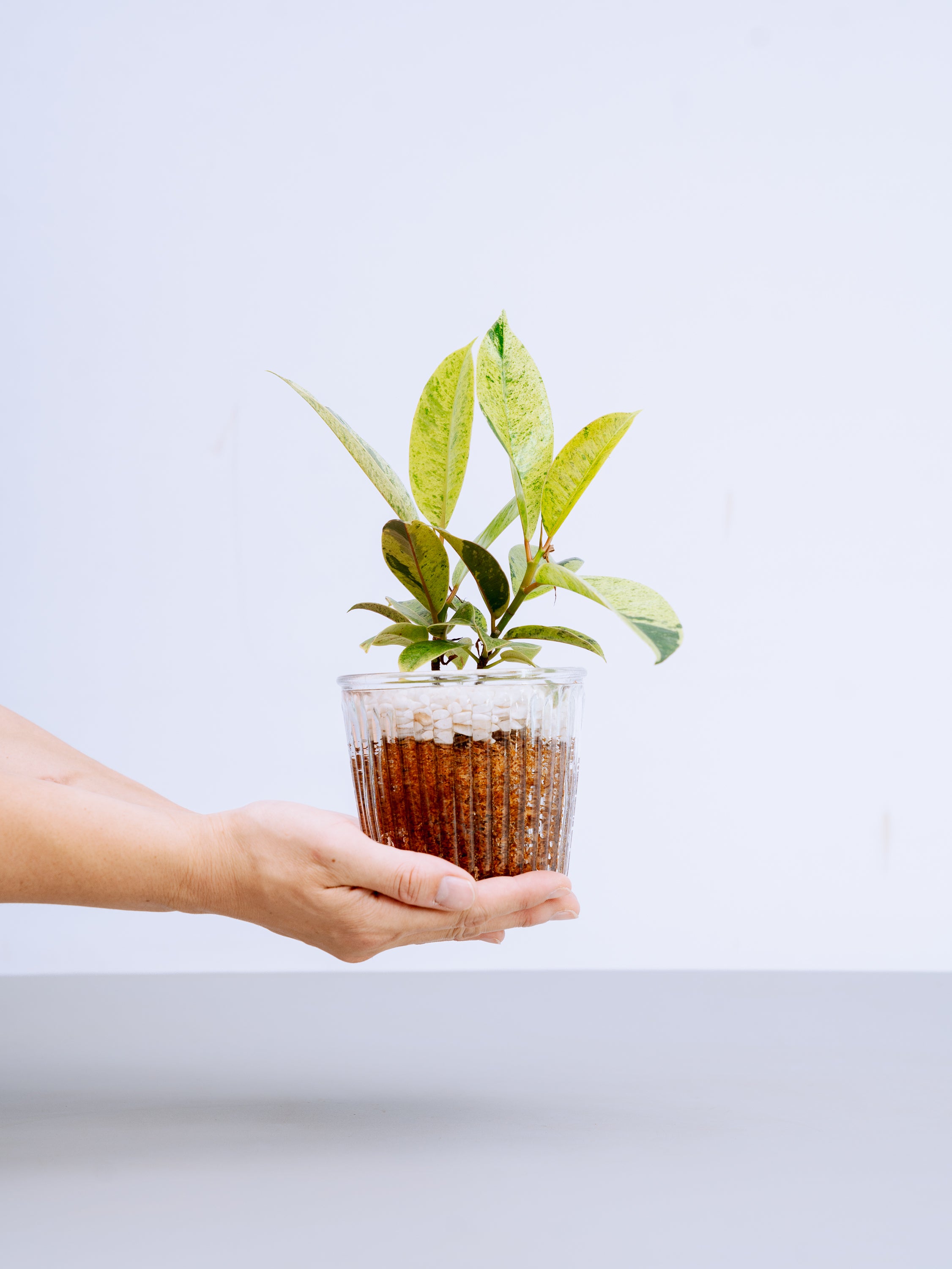 一点もの】フィカス・ジン Table-M #17 | 観葉植物・お花の通販 AND