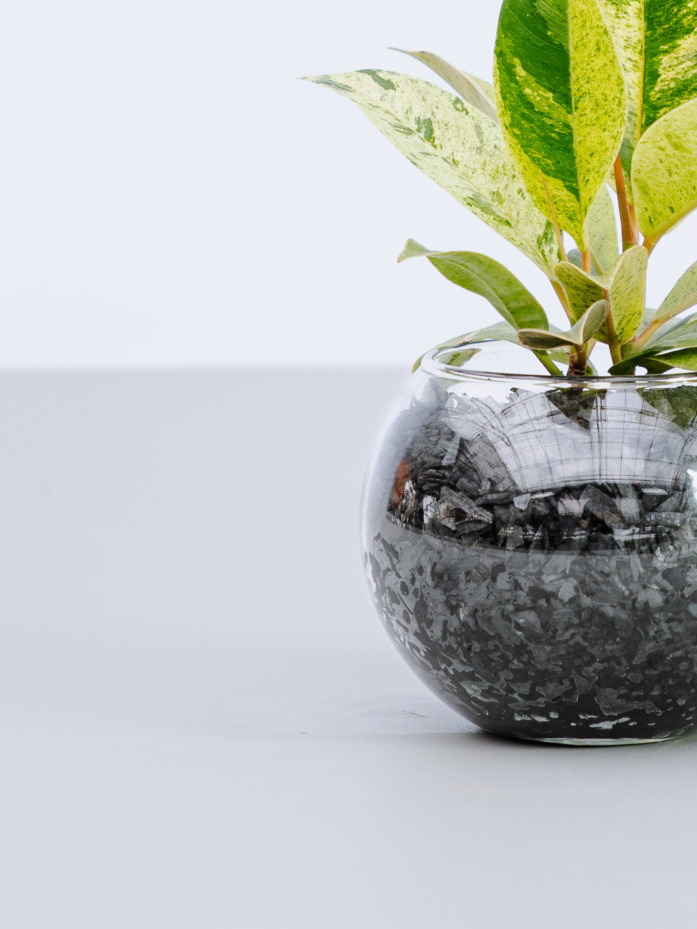一点もの】フィカス・ジン Table-S | 観葉植物・お花の通販 AND PLANTS