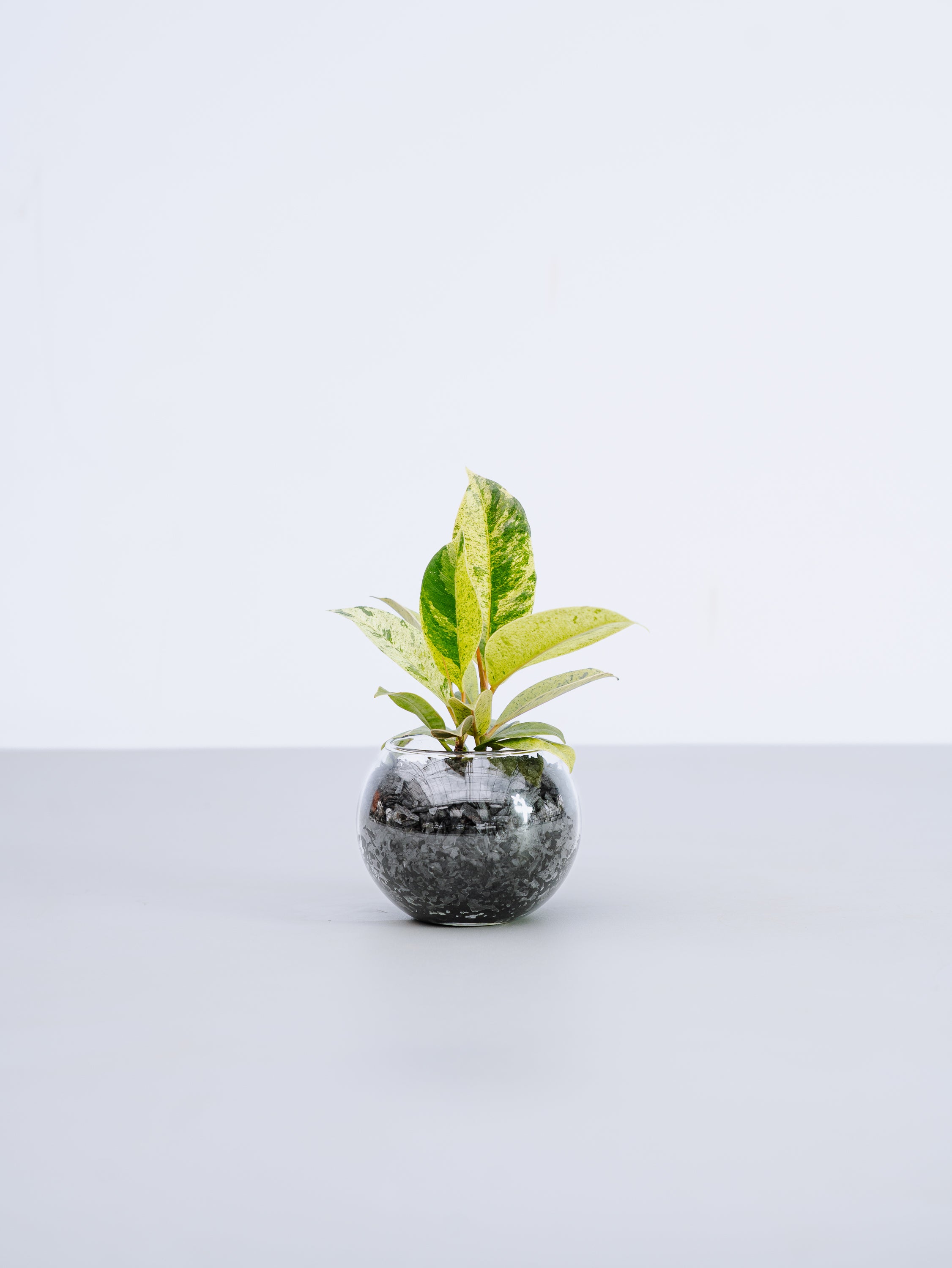 一点もの】フィカス・ジン Table-S | 観葉植物・お花の通販 AND PLANTS 