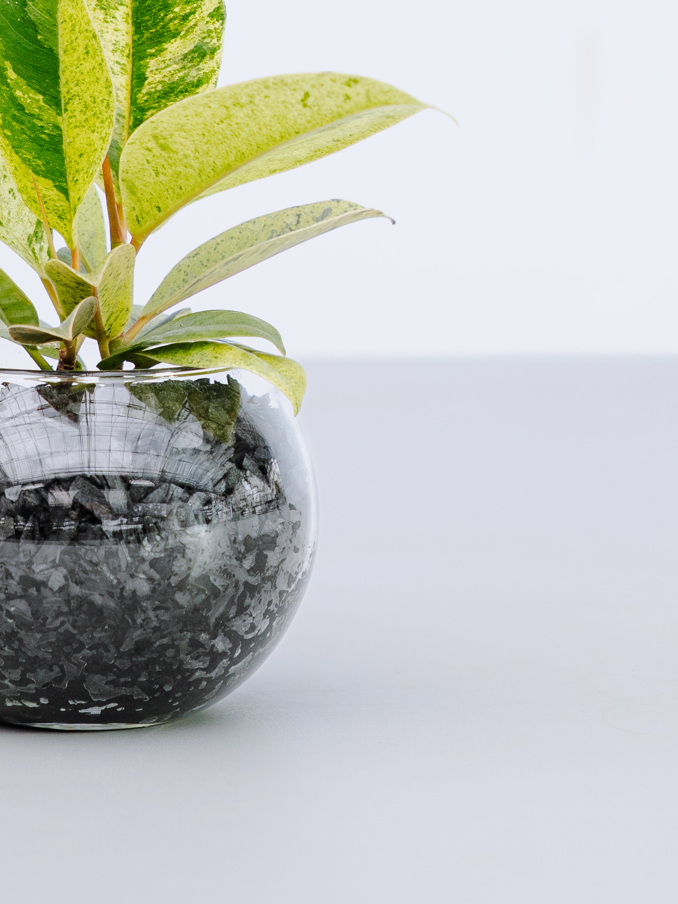 一点もの】フィカス・ジン Table-S | 観葉植物・お花の通販 AND PLANTS