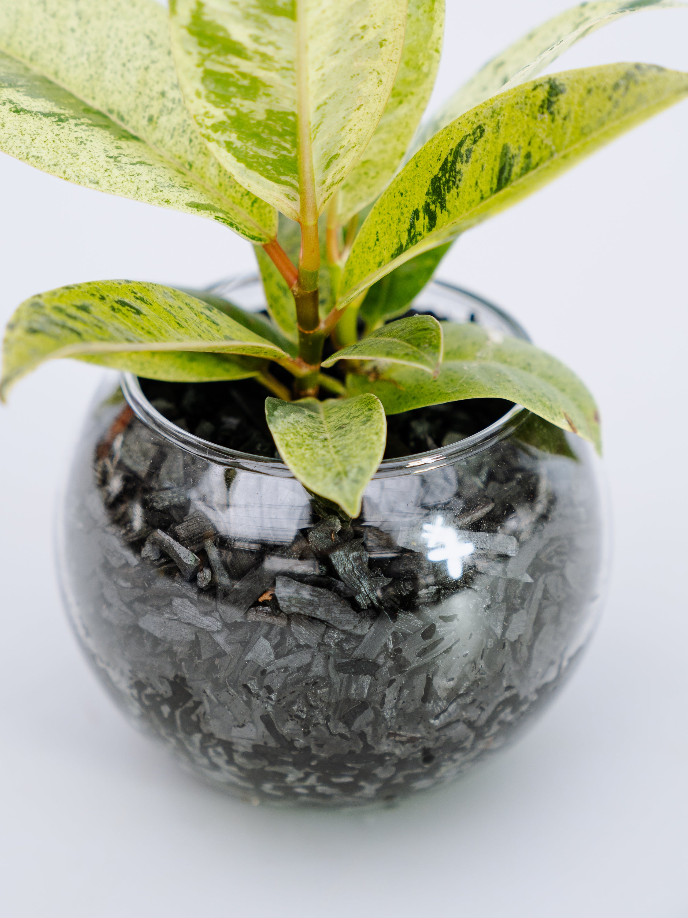 一点もの】フィカス・ジン Table-S | 観葉植物・お花の通販 AND PLANTS