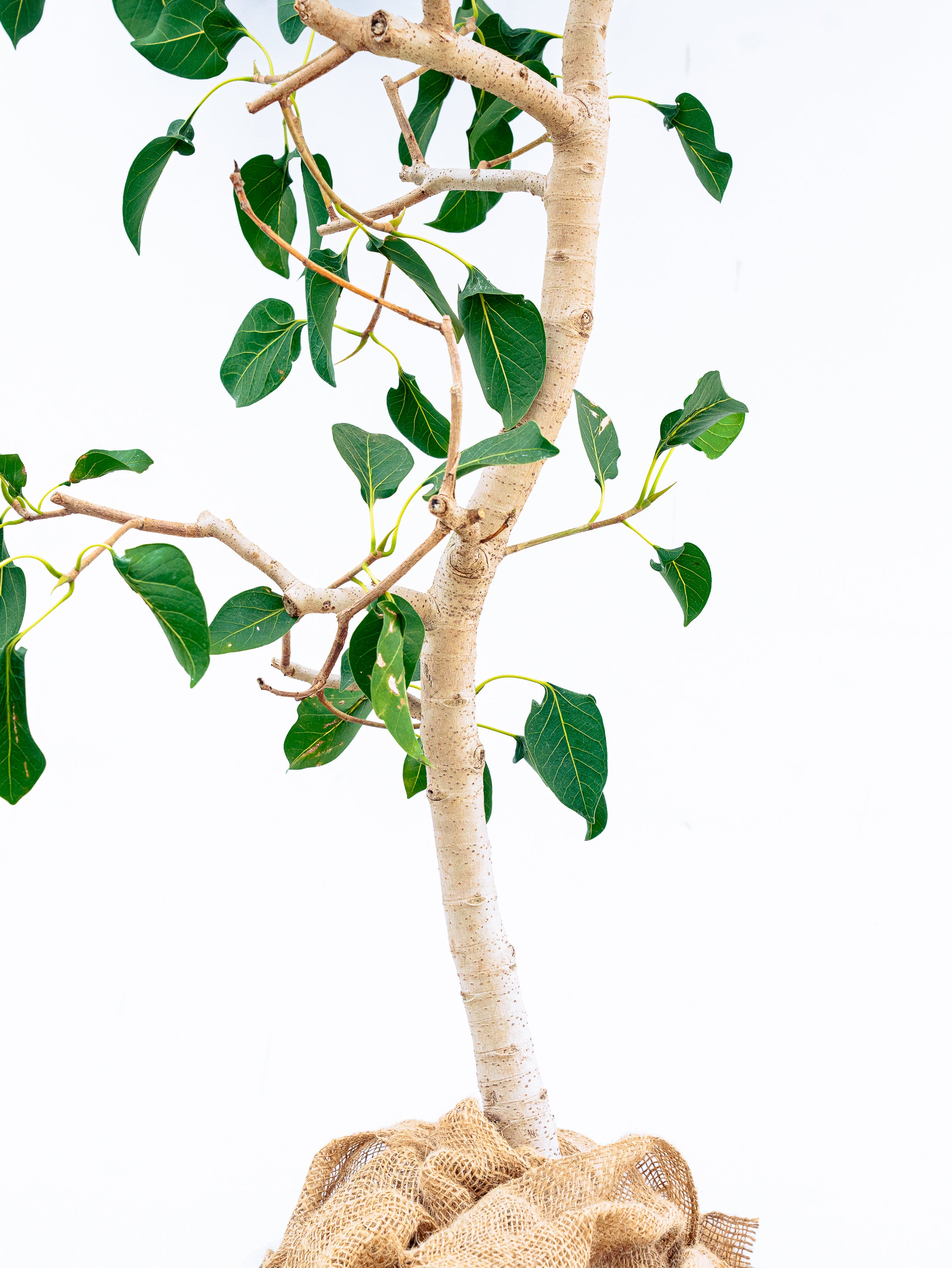 一点もの】フィカス・クリシュナ XL 【首都圏限定】 | 観葉植物・お花