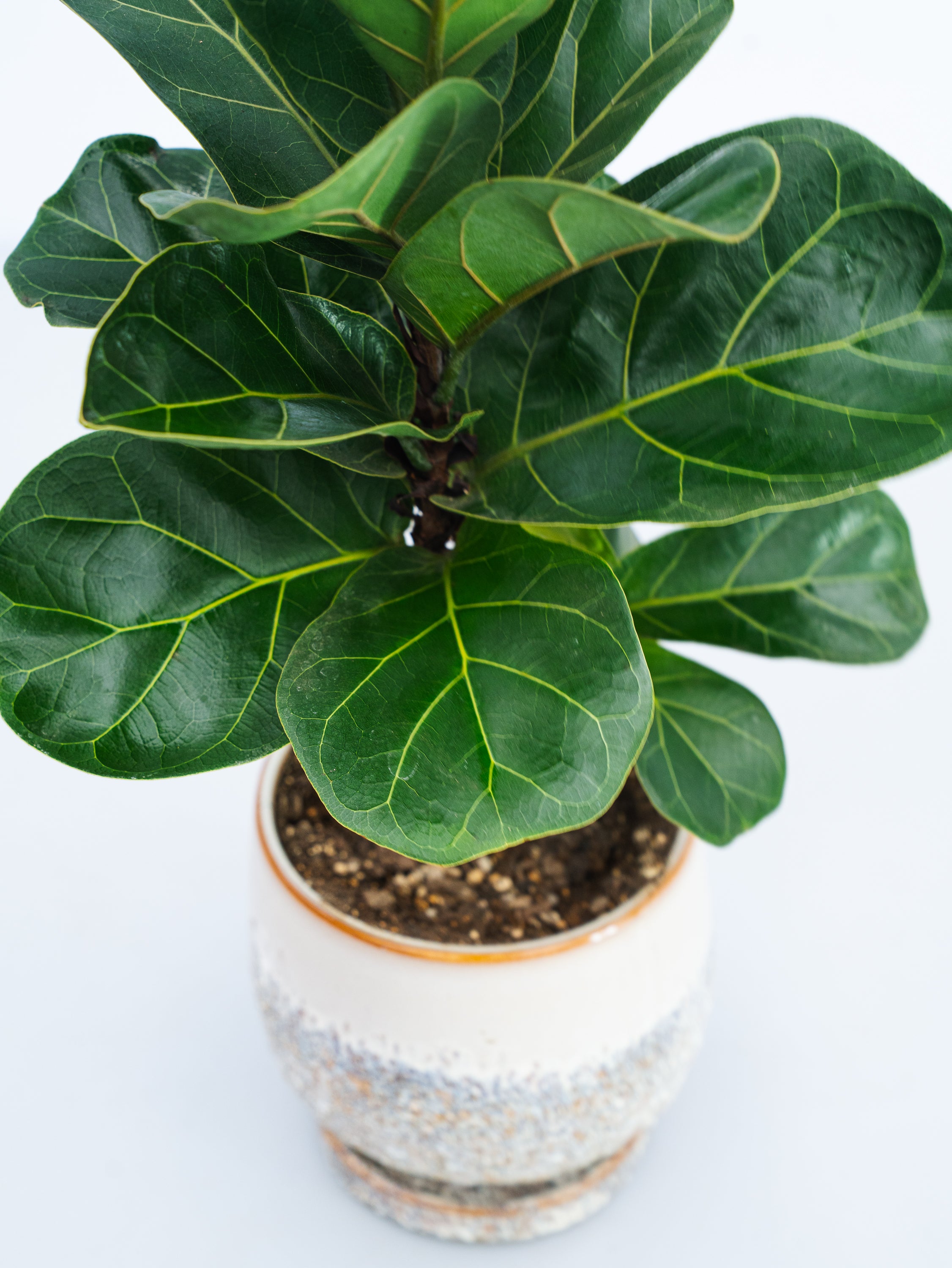 一点もの】カシワバゴム・バンビーノ極上株 Table-L #1 | 観葉植物