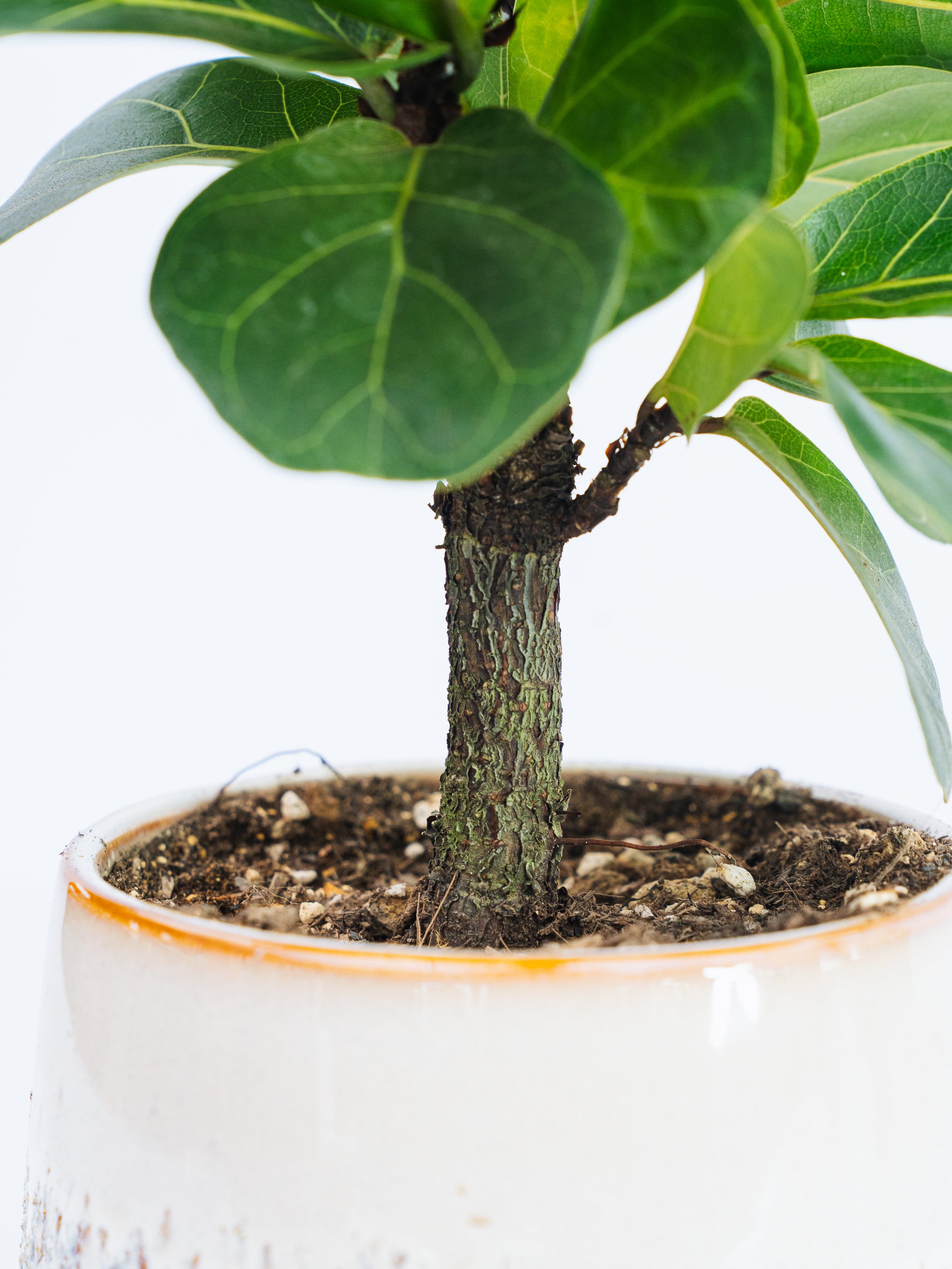一点もの】カシワバゴム・バンビーノ極上株 Table-L #1 | 観葉植物