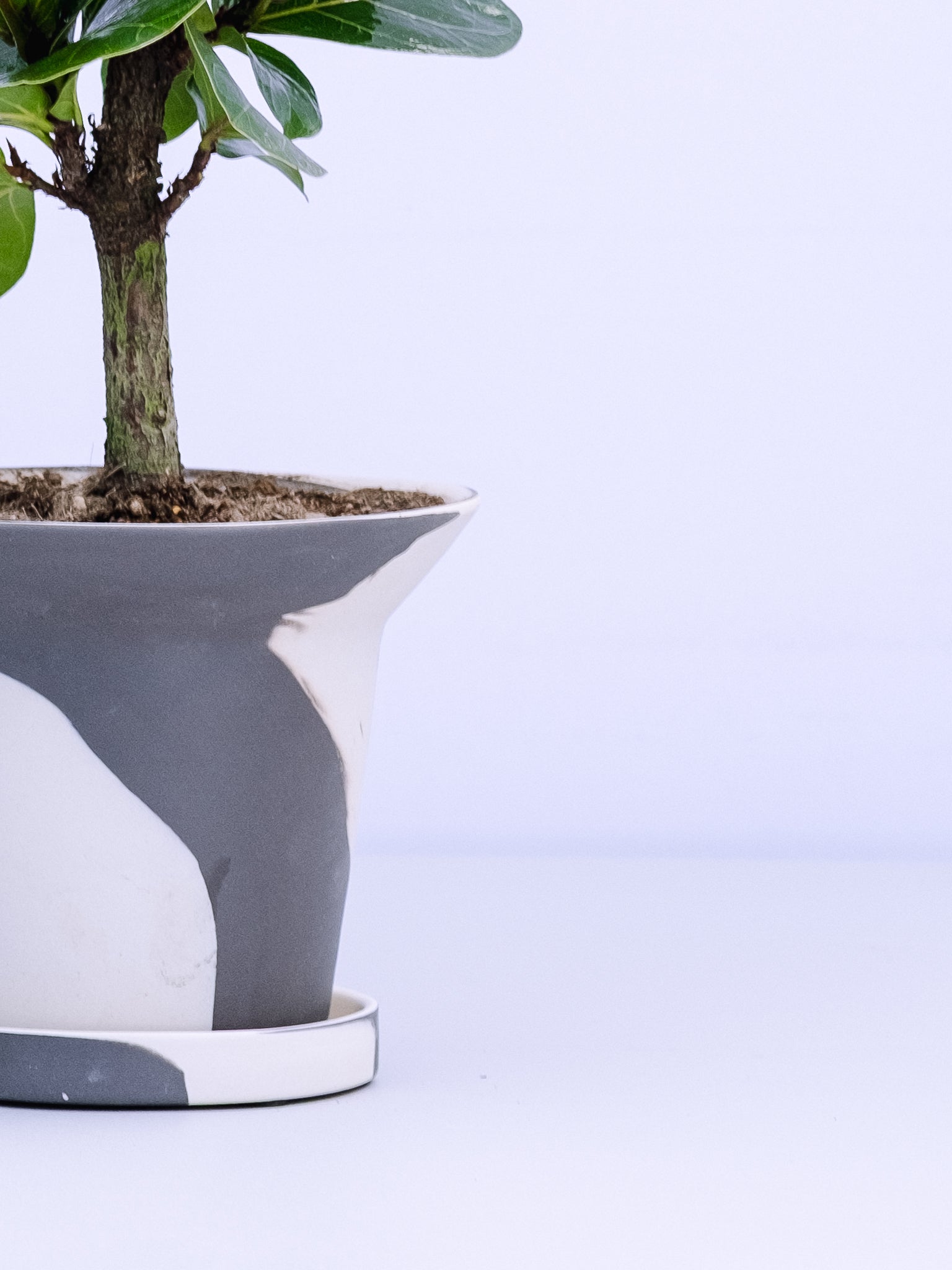 一点もの】カシワバゴム・バンビーノ極上株 Table-M #1 | 観葉植物