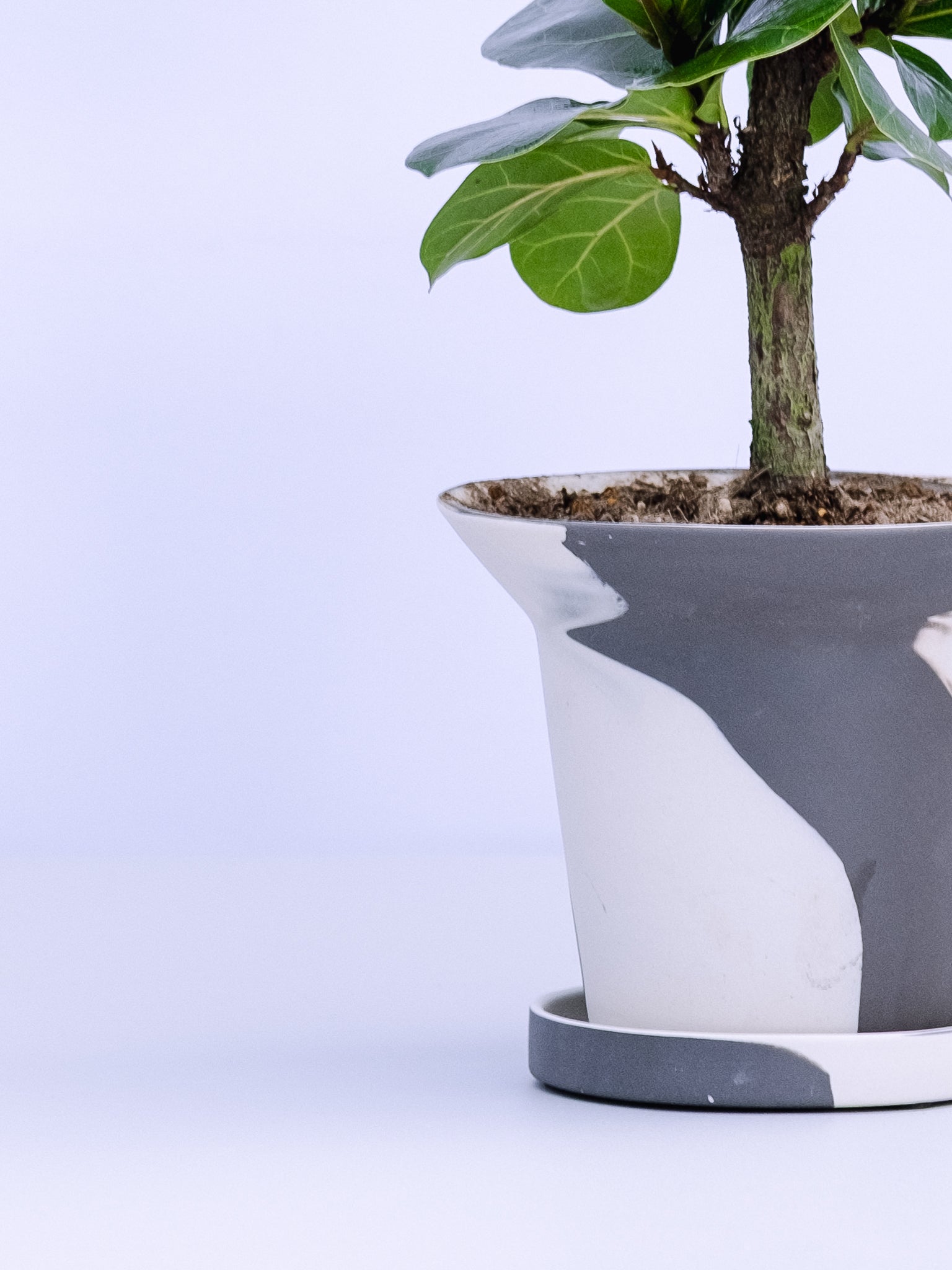 一点もの】カシワバゴム・バンビーノ極上株 Table-M #1 | 観葉植物