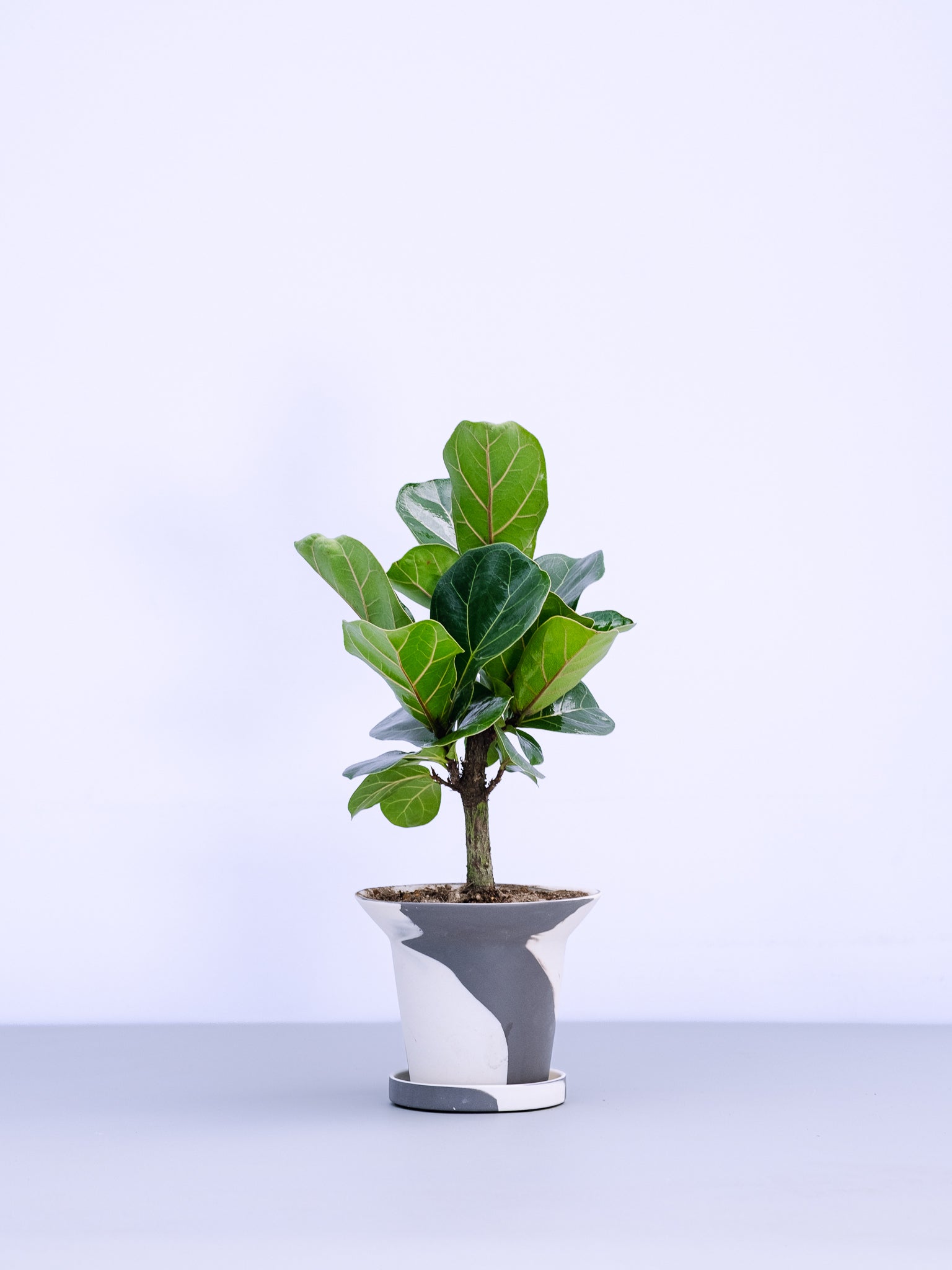 一点もの】カシワバゴム・バンビーノ極上株 Table-M #1 | 観葉植物