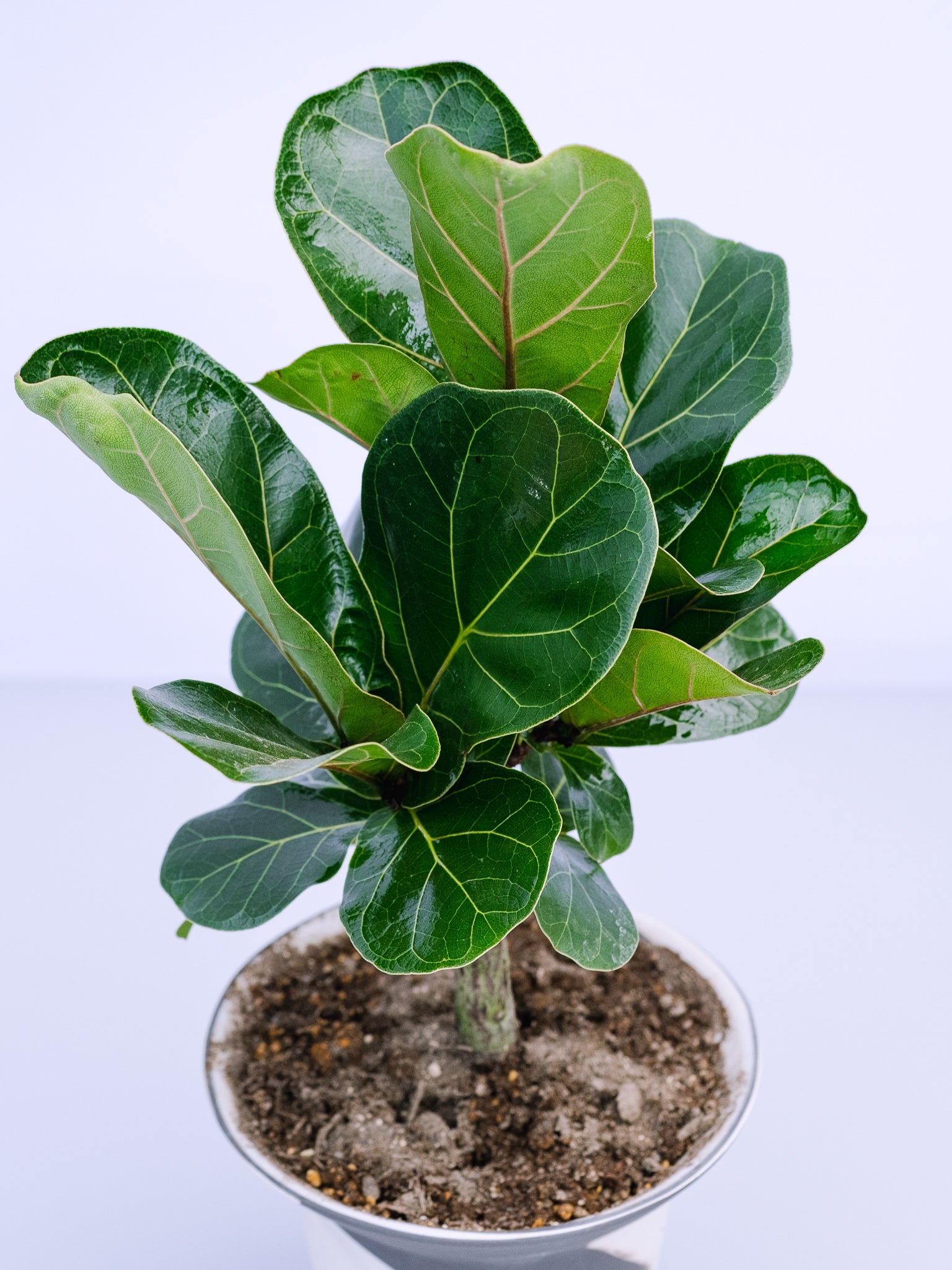 一点もの】カシワバゴム・バンビーノ極上株 Table-M #1 | 観葉植物