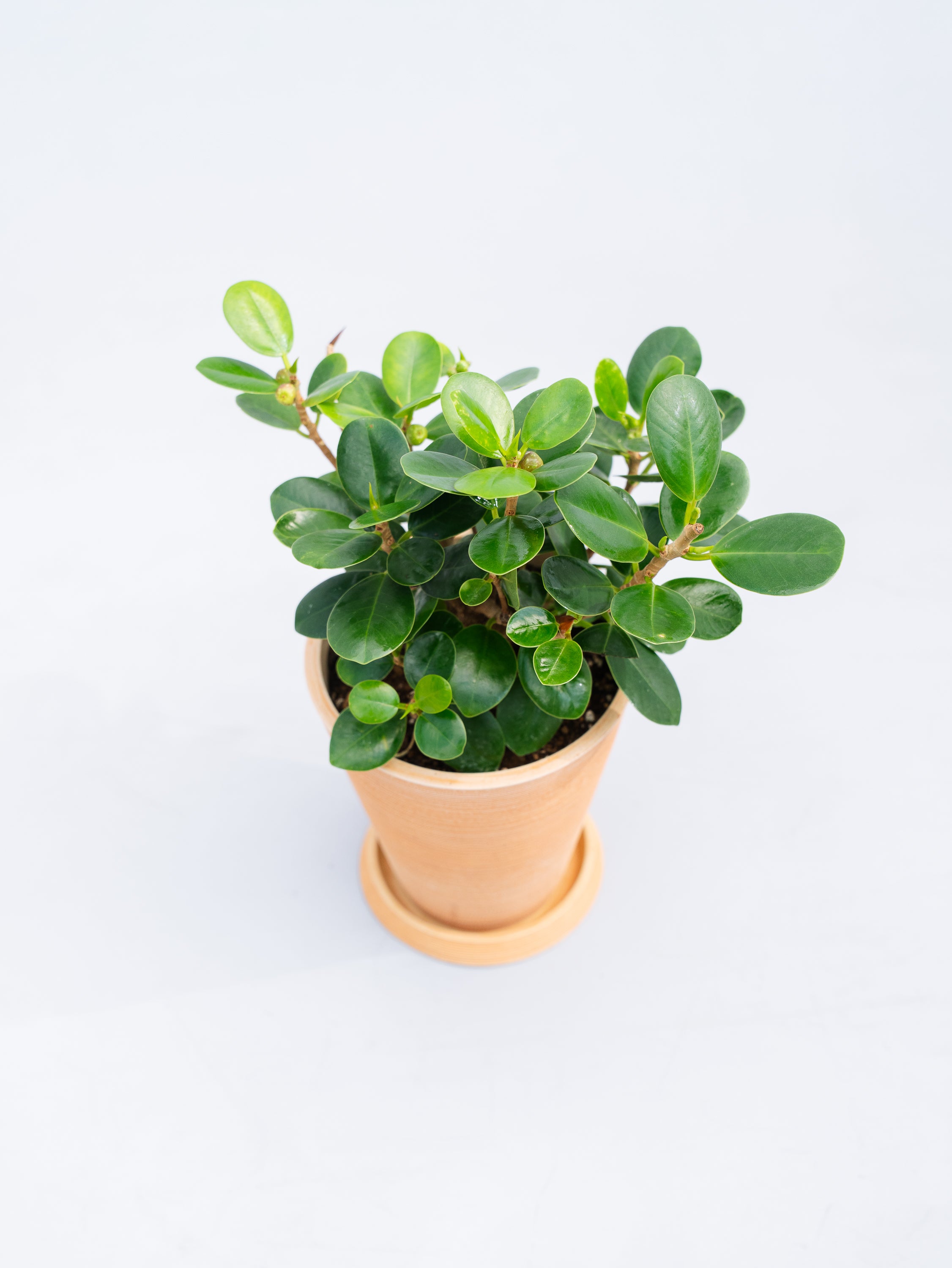 一点もの】パンダガジュマル Table-L | 観葉植物・お花の通販 AND