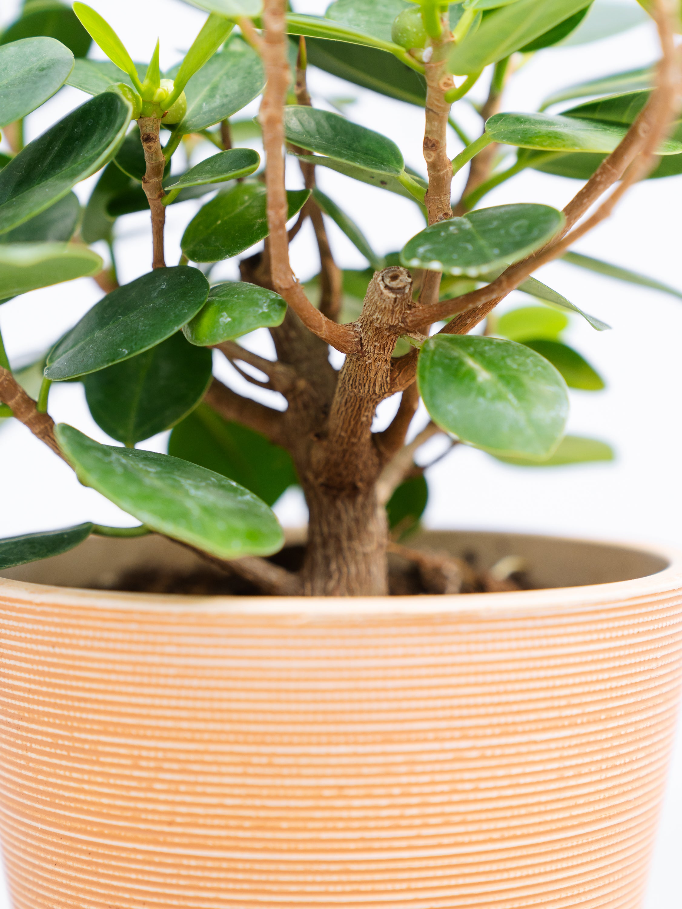 一点もの】パンダガジュマル Table-L | 観葉植物・お花の通販 AND