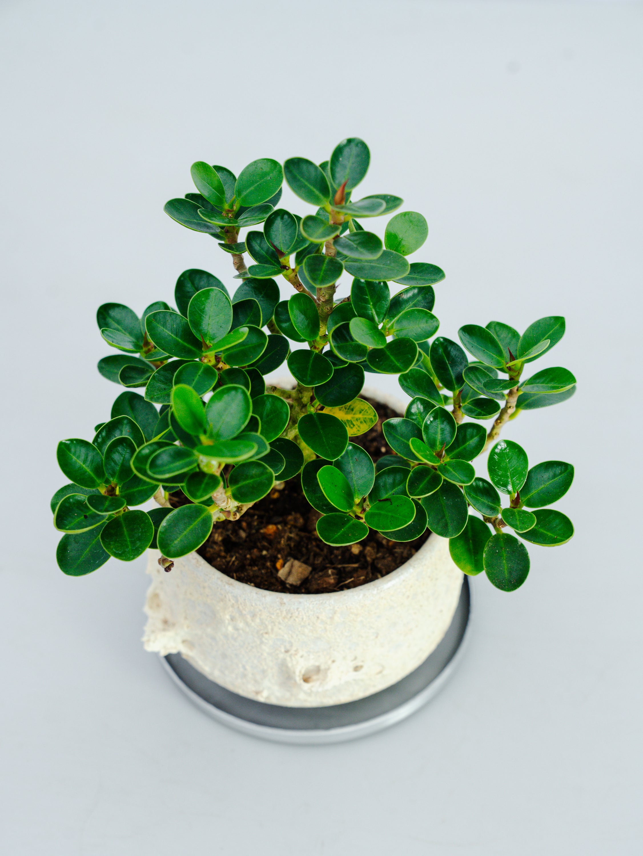 一点もの】パンダガジュマル 極み株 Table-M #1 | 観葉植物・お花の