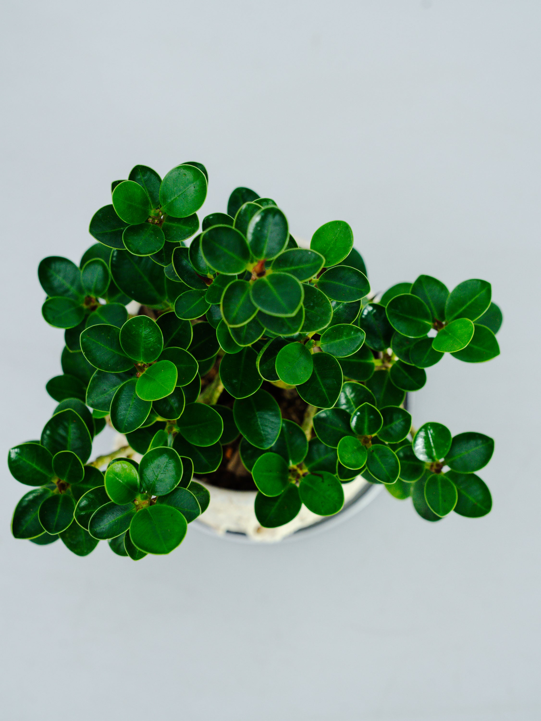 一点もの】パンダガジュマル 極み株 Table-M #1 | 観葉植物・お花の