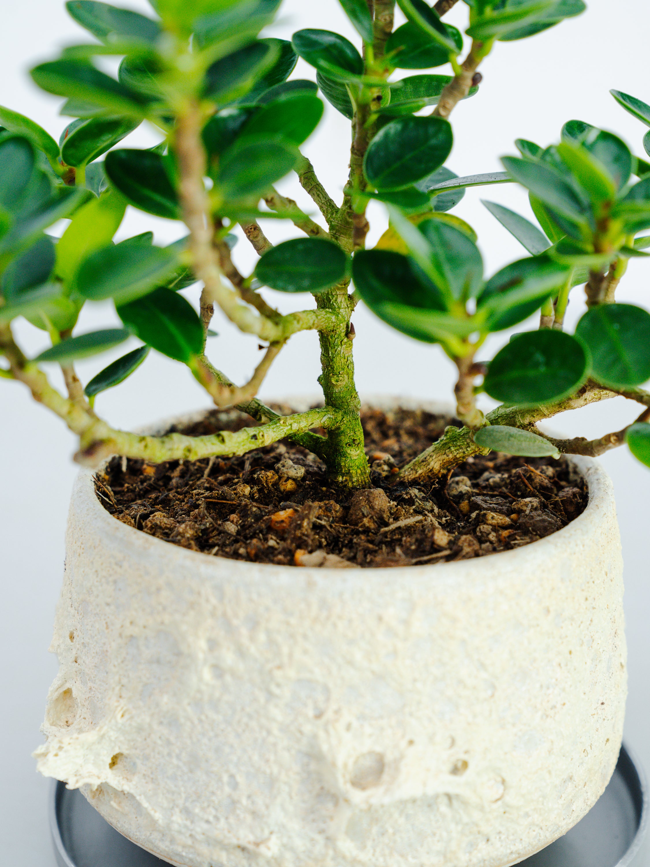 一点もの】パンダガジュマル 極み株 Table-M #1 | 観葉植物・お花の