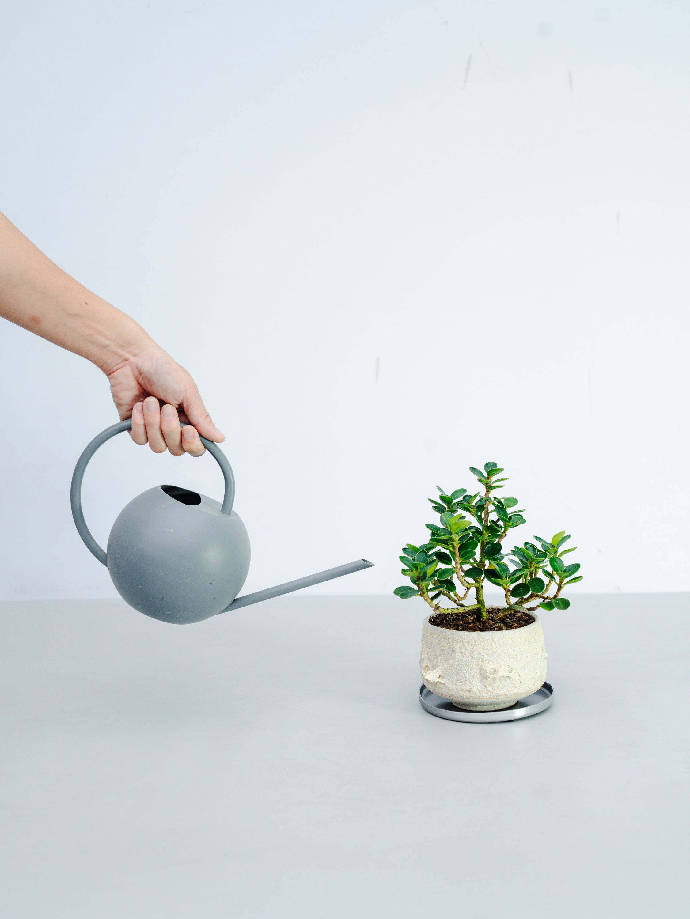 一点もの】パンダガジュマル 極み株 Table-M #1 | 観葉植物・お花の