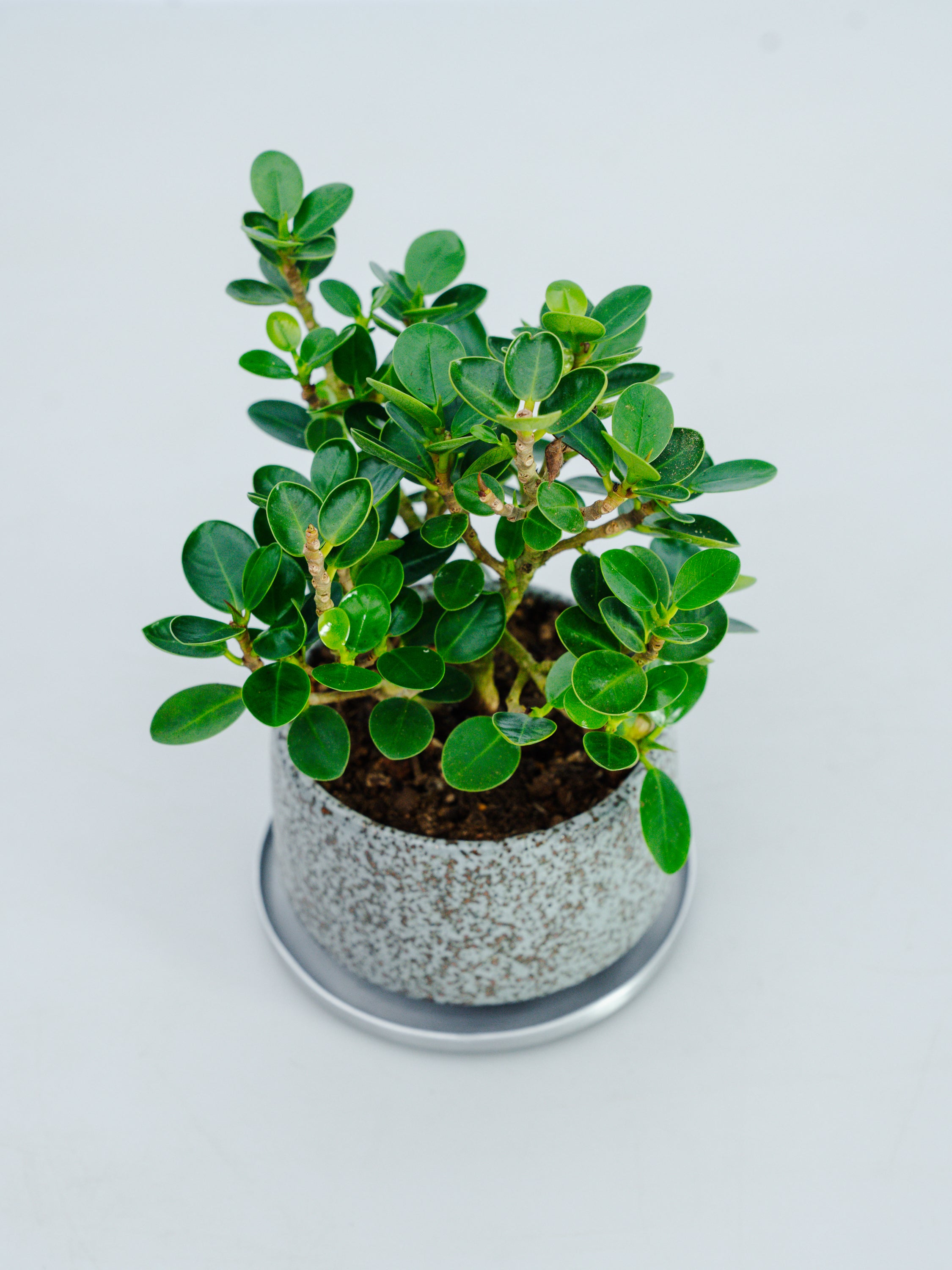 一点もの】パンダガジュマル 極み株 Table-M #2 | 観葉植物・お花の