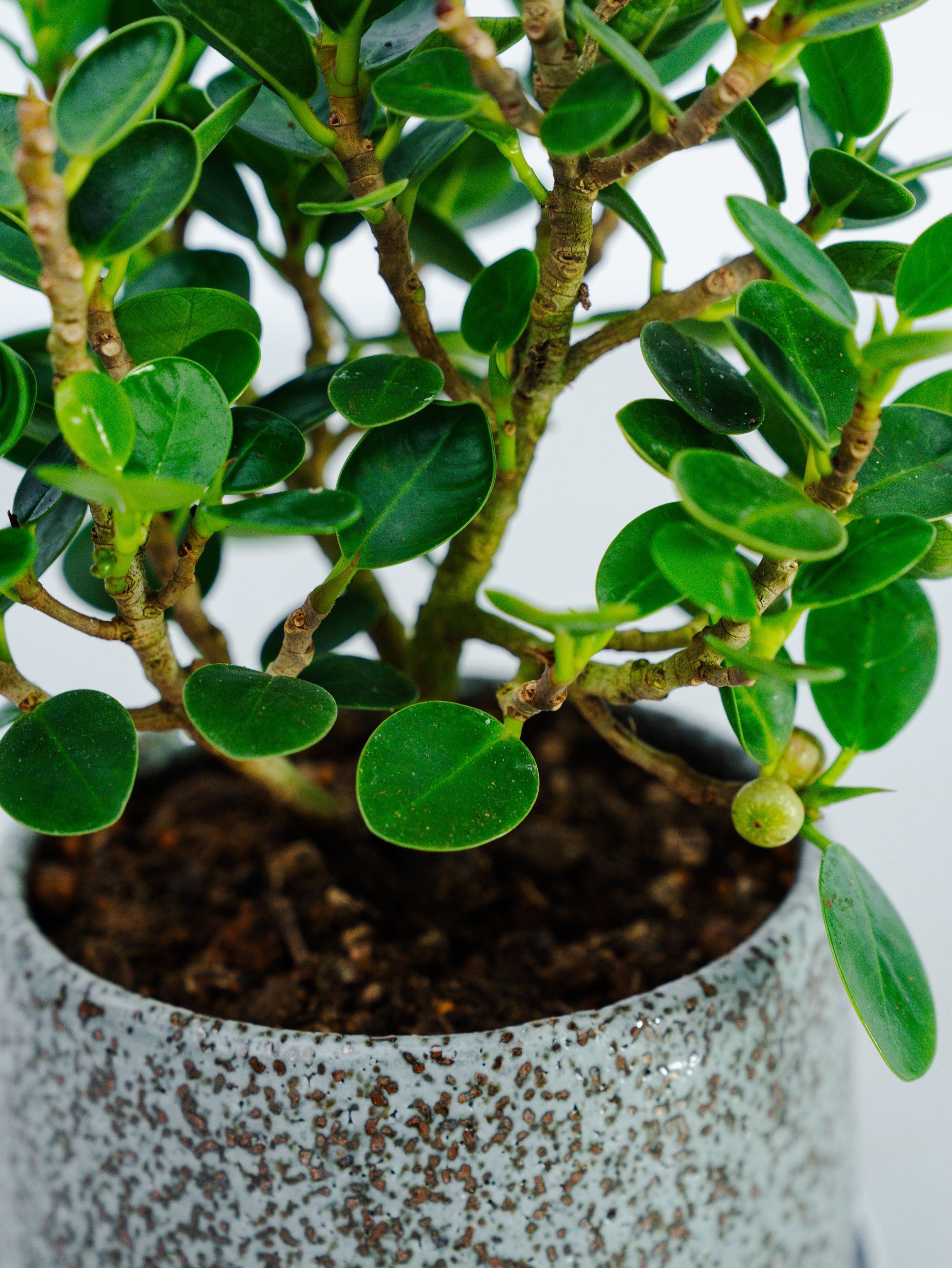 一点もの】パンダガジュマル 極み株 Table-M #2 | 観葉植物・お花の