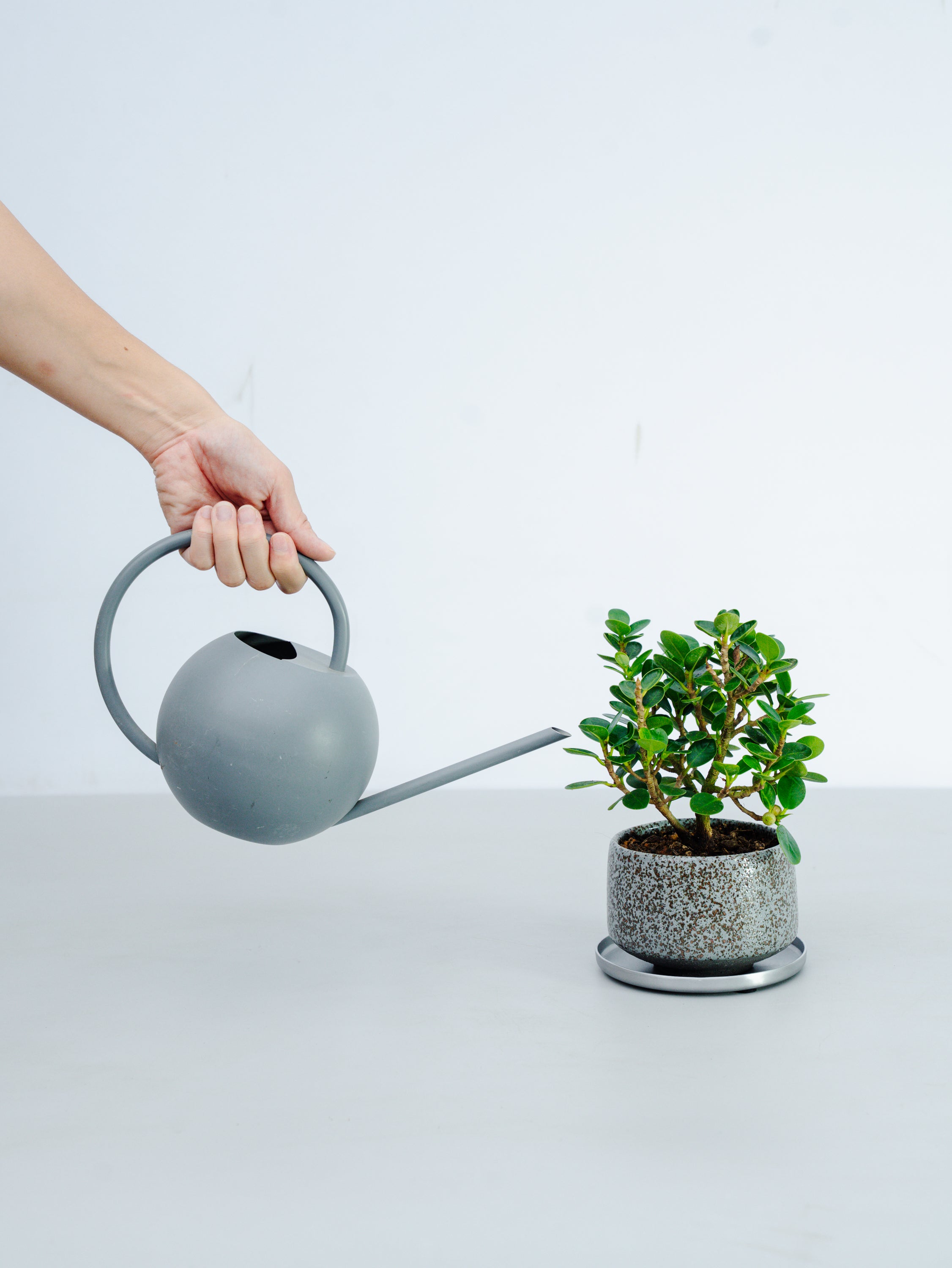 一点もの】パンダガジュマル 極み株 Table-M #2 | 観葉植物・お花の