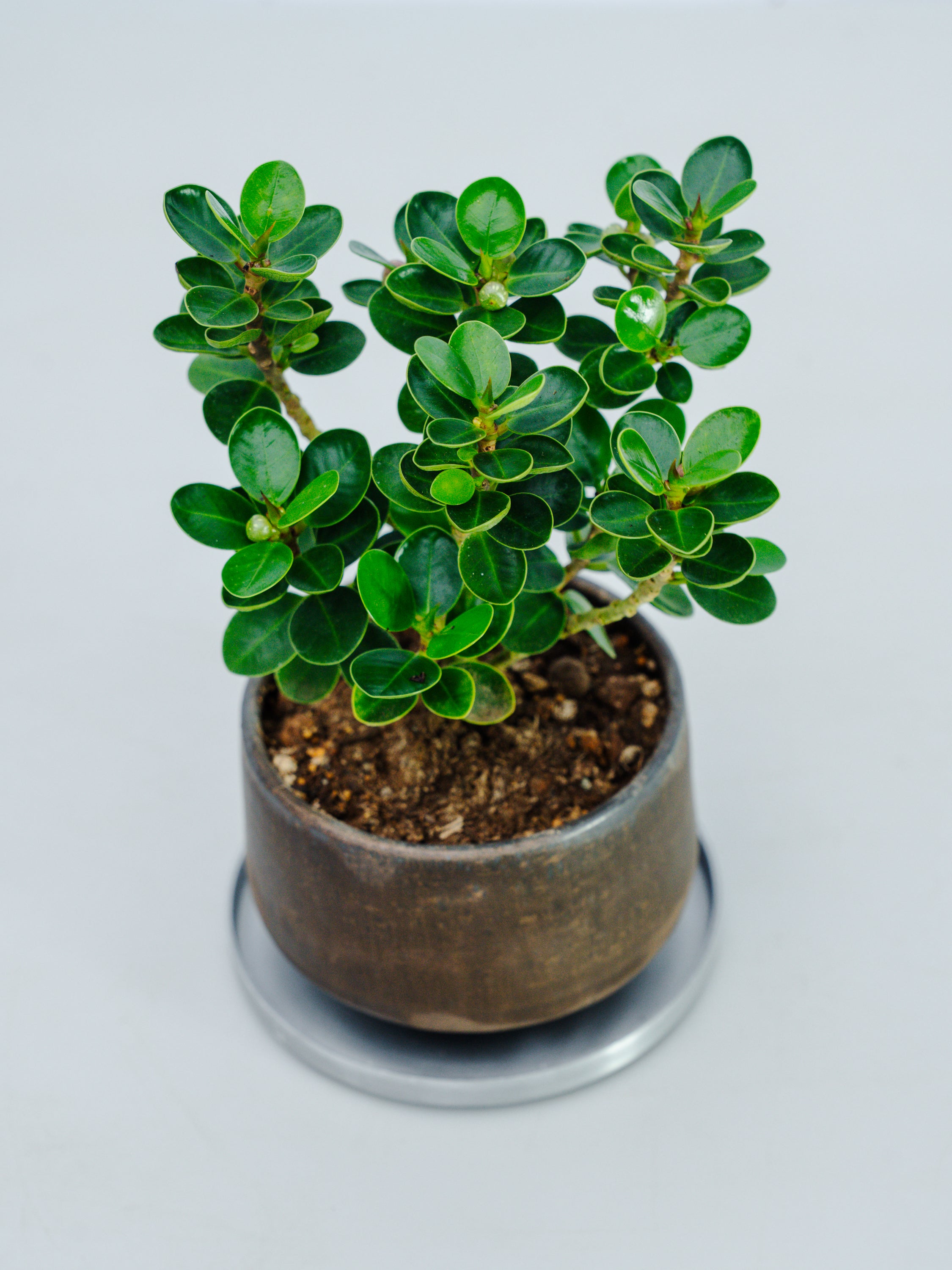 一点もの】パンダガジュマル 極み株 Table-M #3 | 観葉植物・お花の