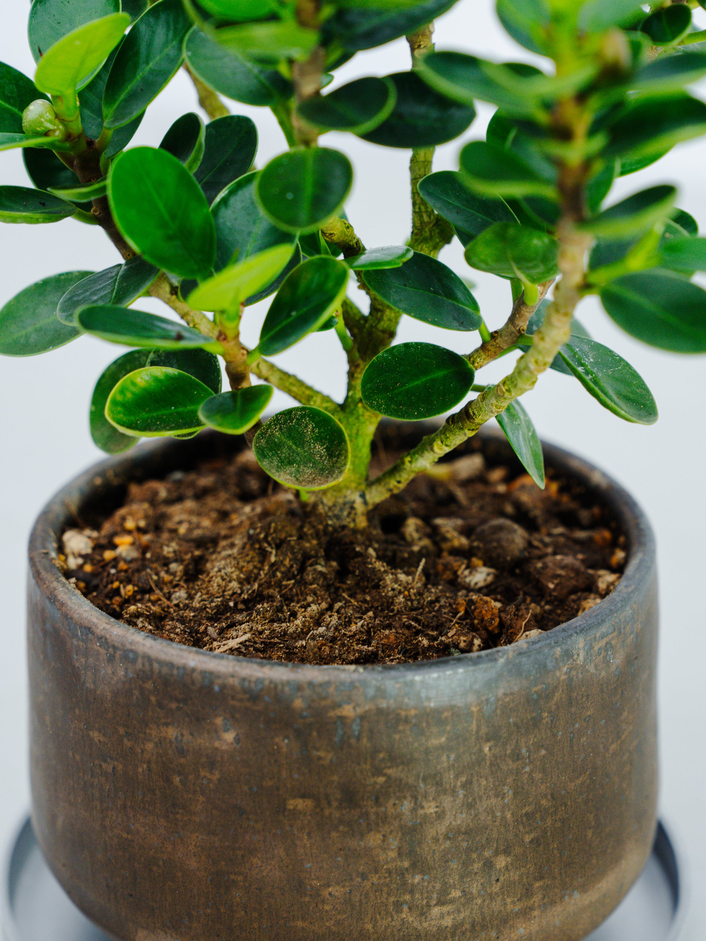 一点もの】パンダガジュマル 極み株 Table-M #3 | 観葉植物・お花の