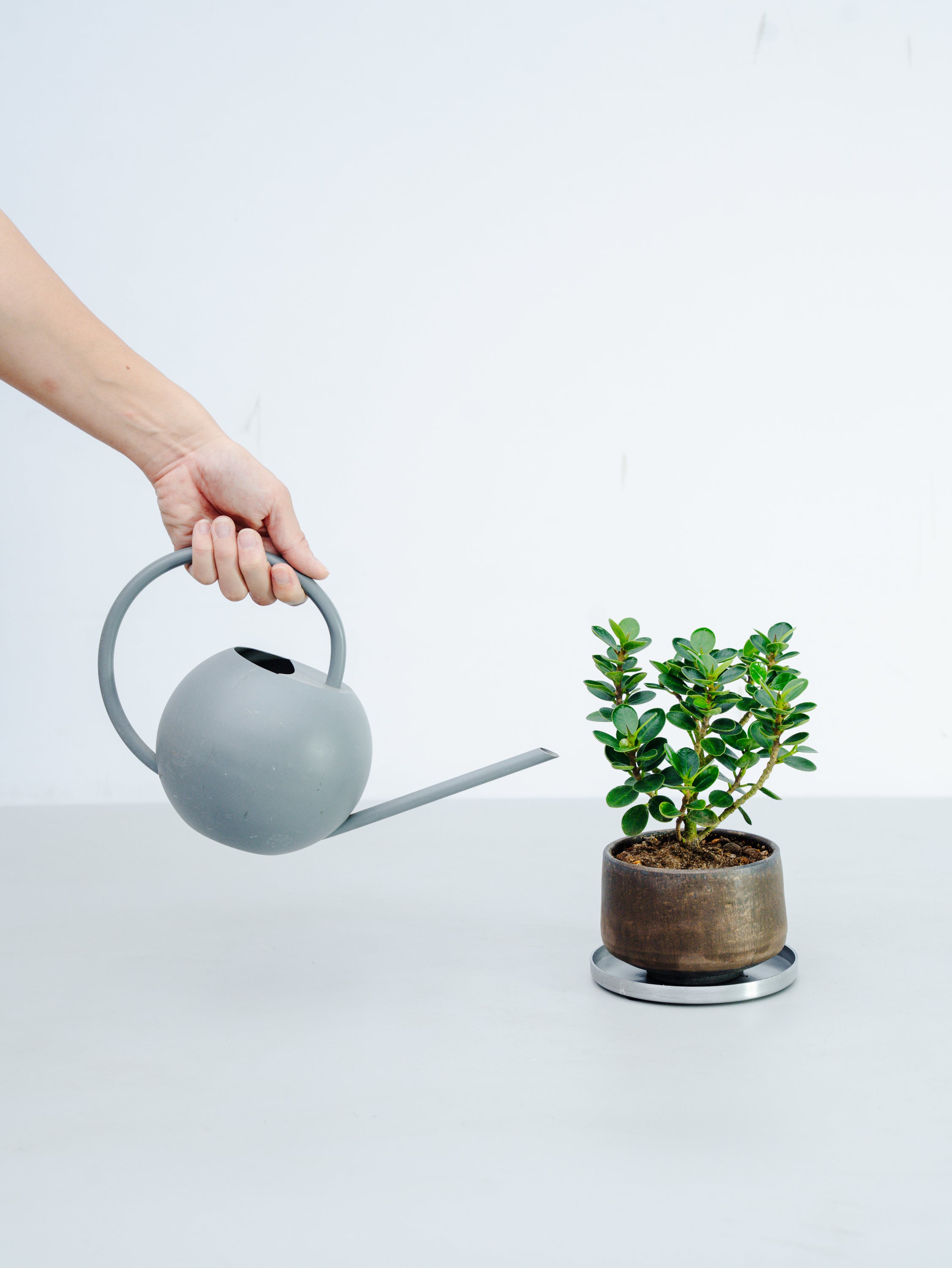 一点もの】パンダガジュマル 極み株 Table-M #3 | 観葉植物・お花の