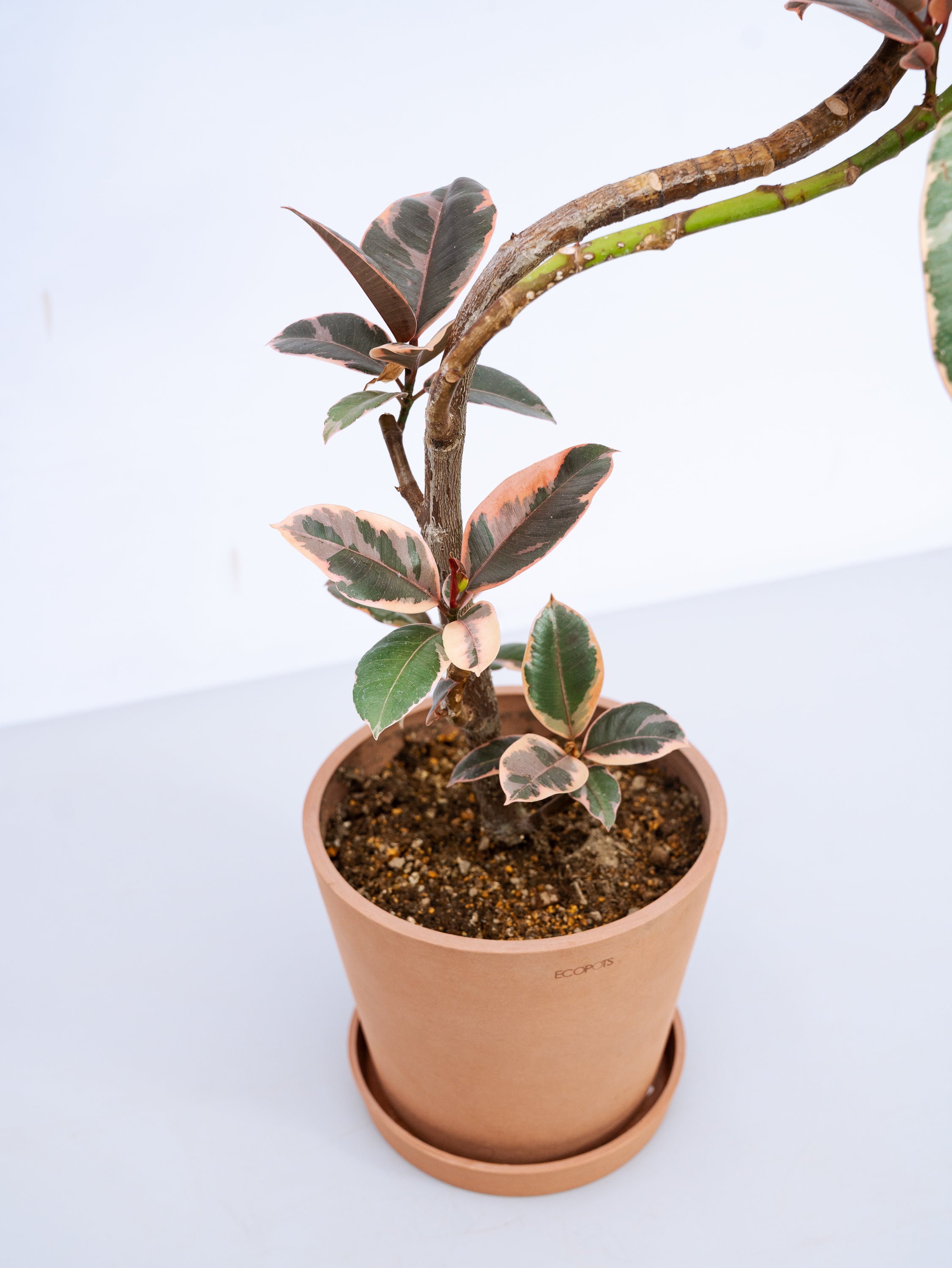 一点もの】フィカス・ルビー まがり S #4 | 観葉植物・お花の通販 AND