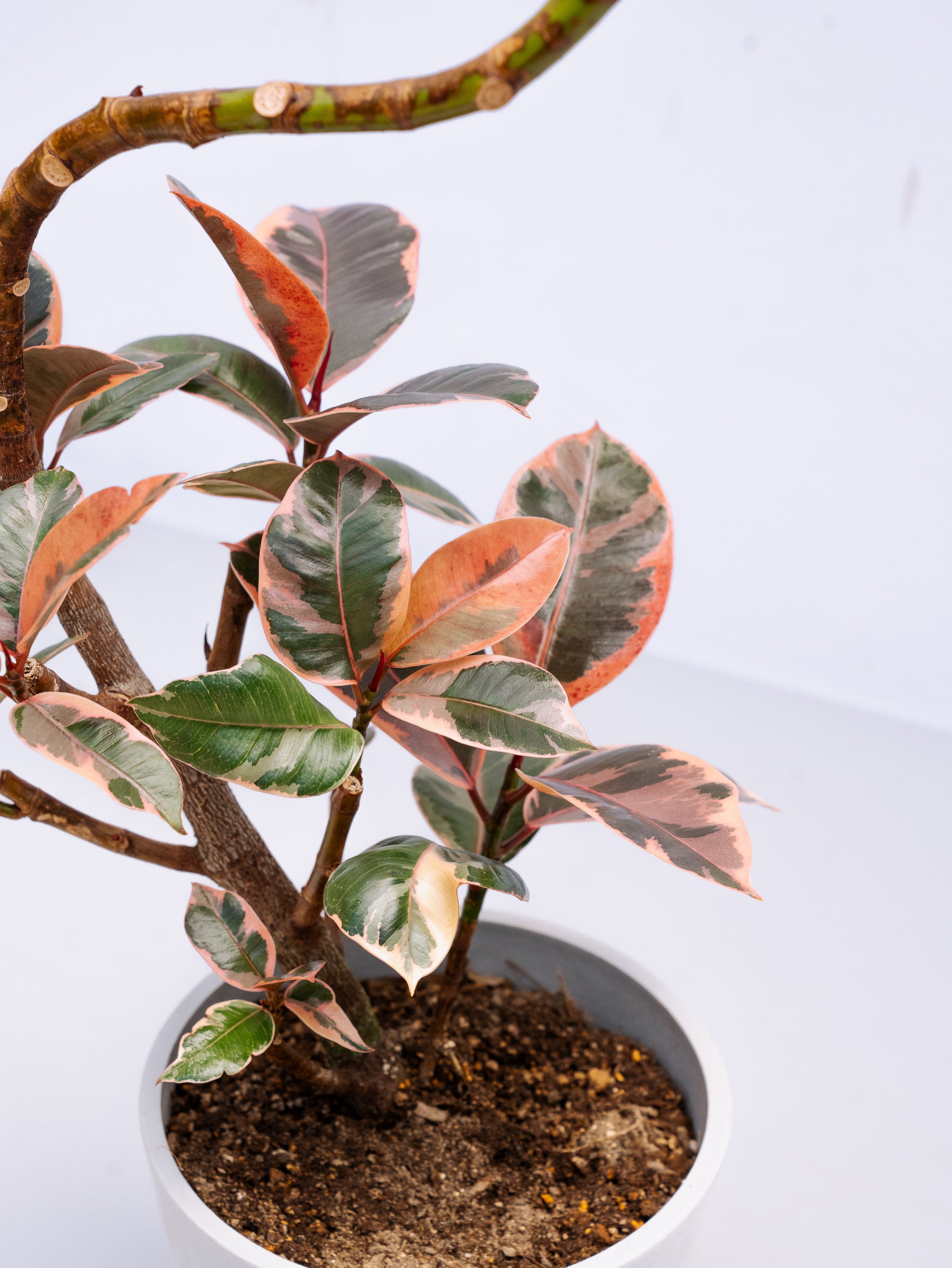 一点もの】フィカス・ルビー まがり S #5 | 観葉植物・お花の通販 AND 
