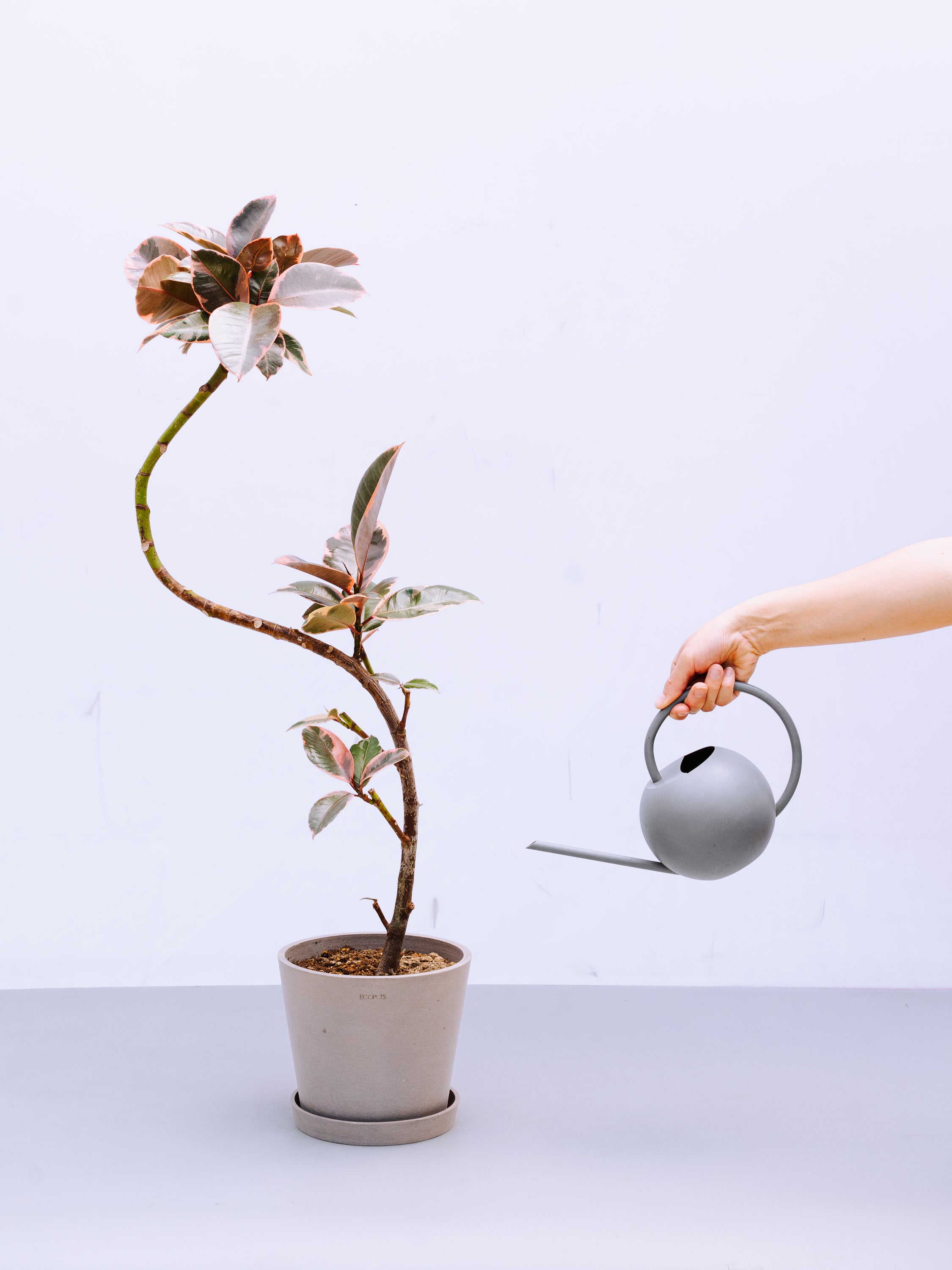 一点もの】フィカス・ルビー まがり S #6 | 観葉植物・お花の通販 AND 