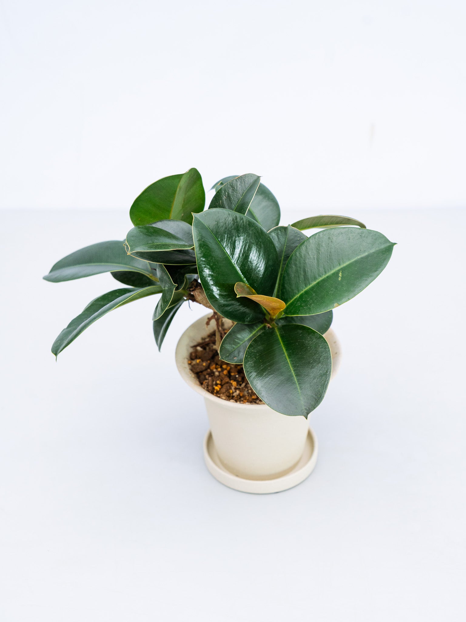 一点もの】フィカス・ソフィア 極上株 Table-L #2 | 観葉植物・お花の