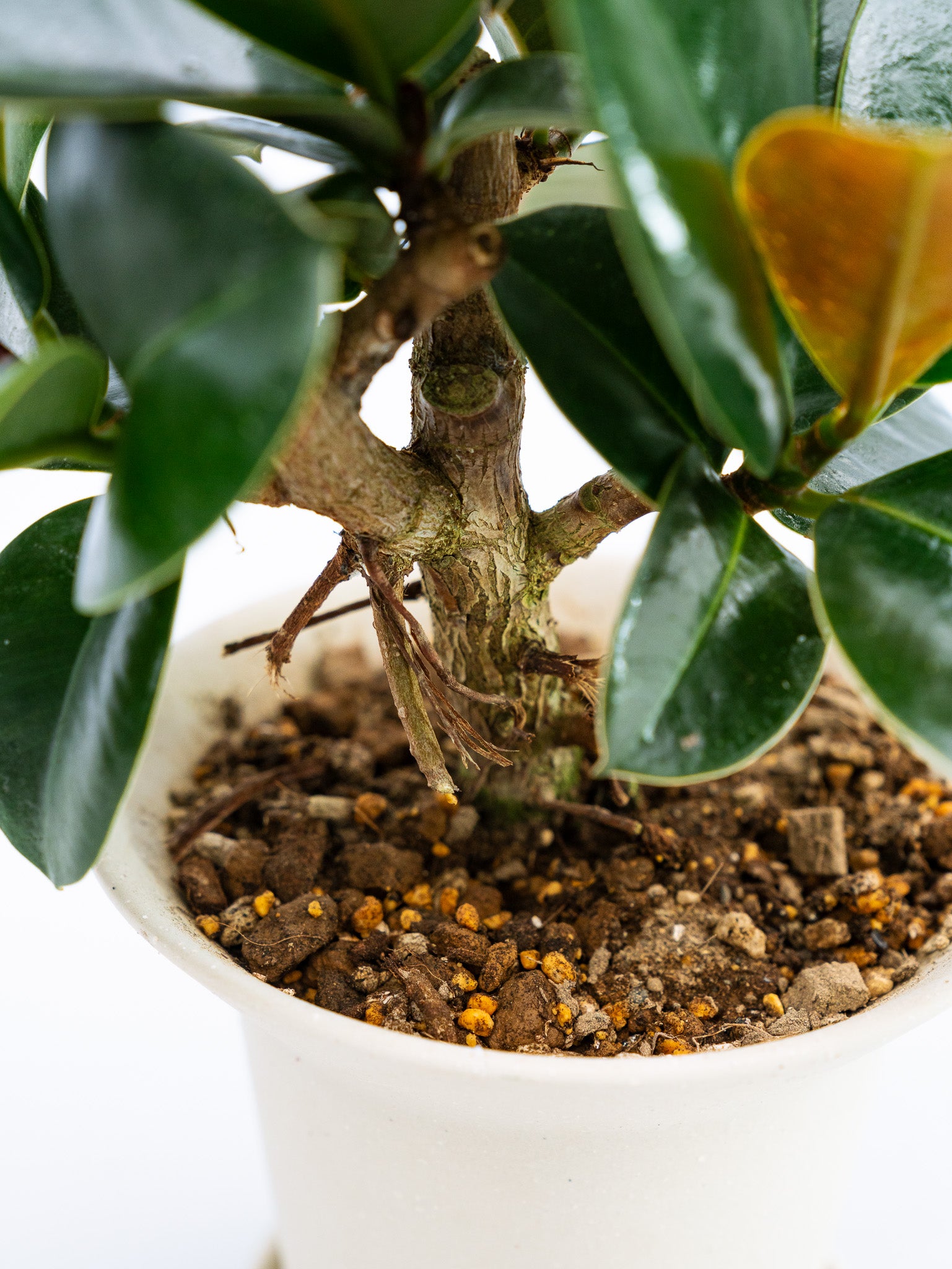 一点もの】フィカス・ソフィア 極上株 Table-L #2 | 観葉植物・お花の