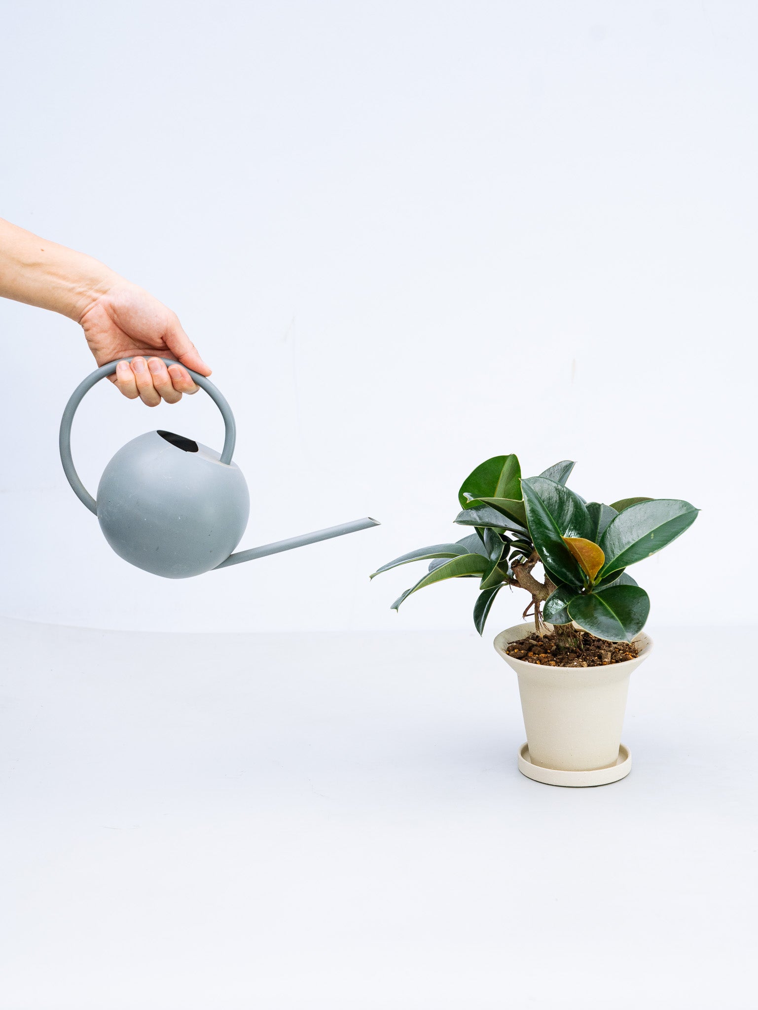一点もの】フィカス・ソフィア 極上株 Table-L #2 | 観葉植物・お花の