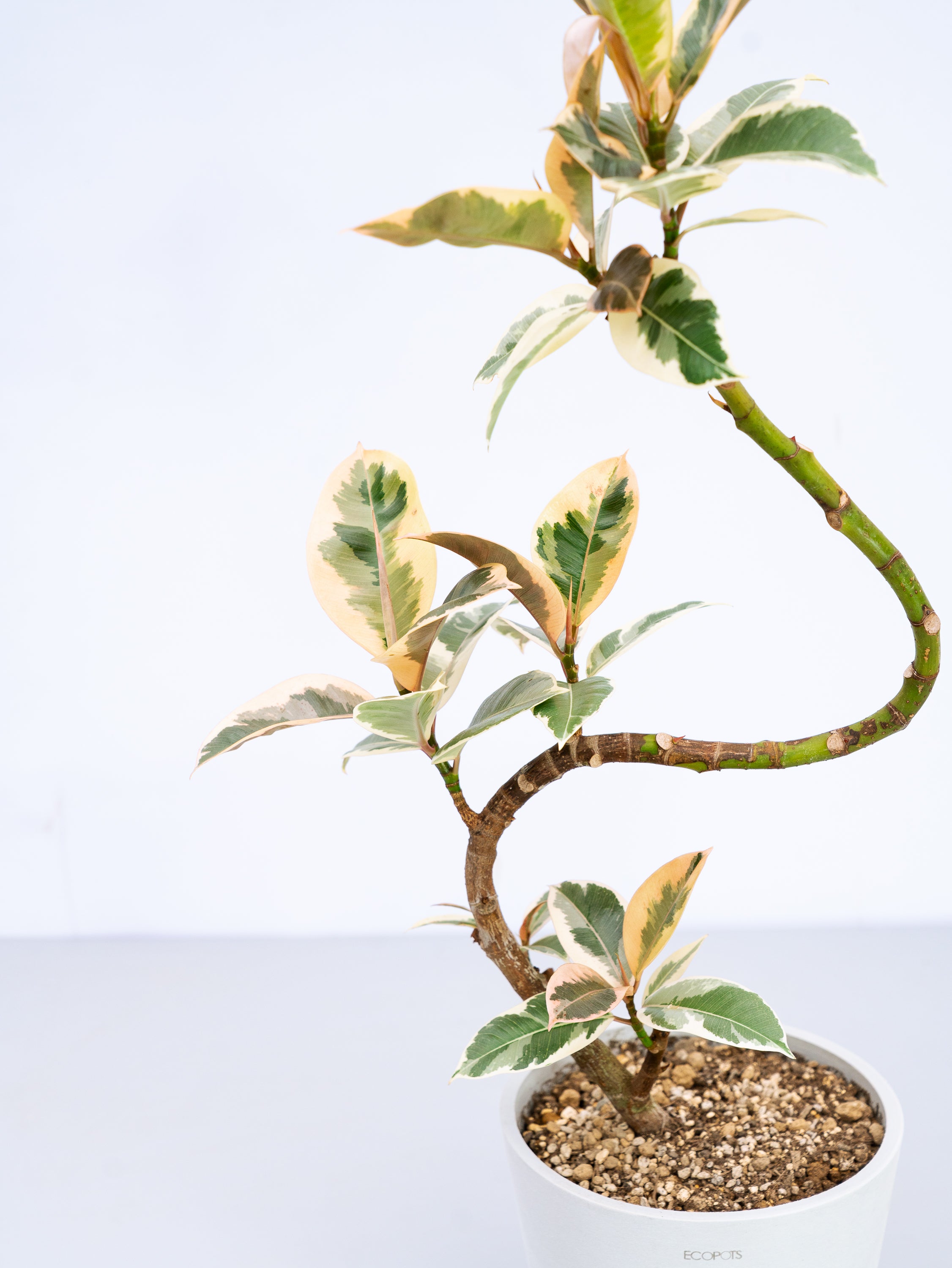 一点もの】フィカス・ティネケ まがり S #2 | 観葉植物・お花の通販