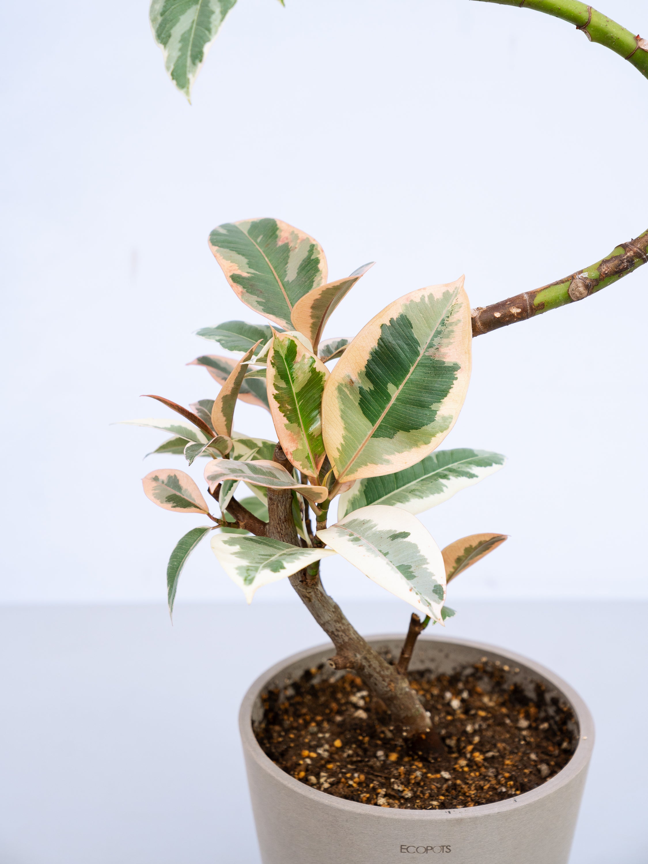 一点もの】フィカス・ティネケ まがり S #4 | 観葉植物・お花の通販