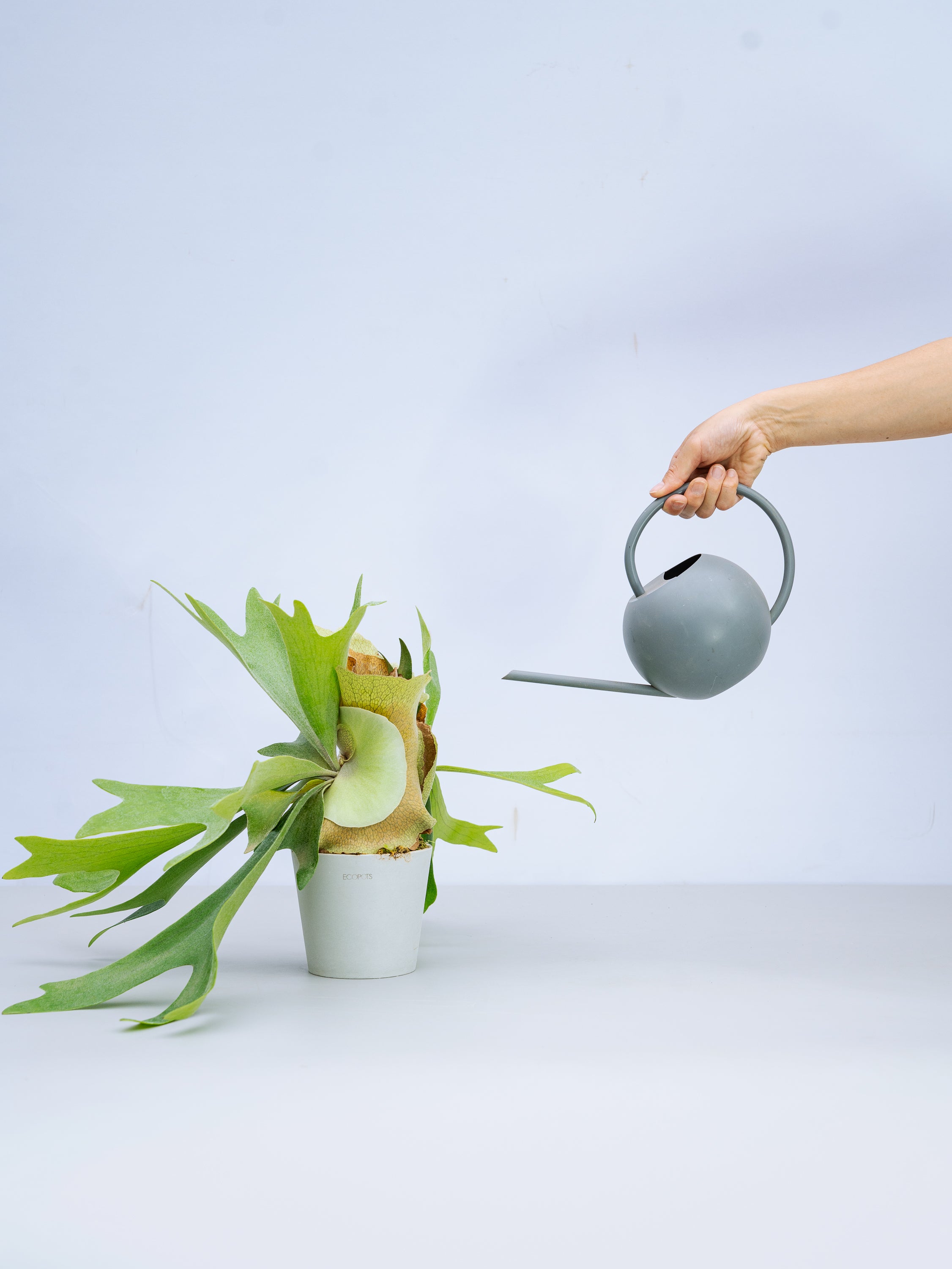 一点もの】ビカクシダ・アルシコルネ Table-M #5 | 観葉植物・お花の