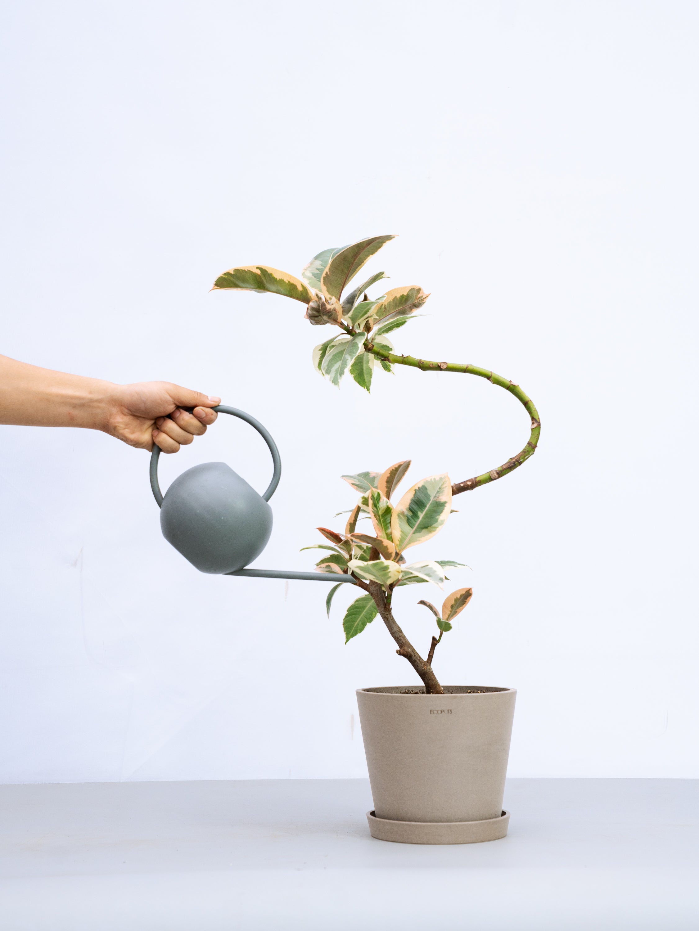 一点もの】フィカス・ティネケ まがり S #4 | 観葉植物・お花の通販