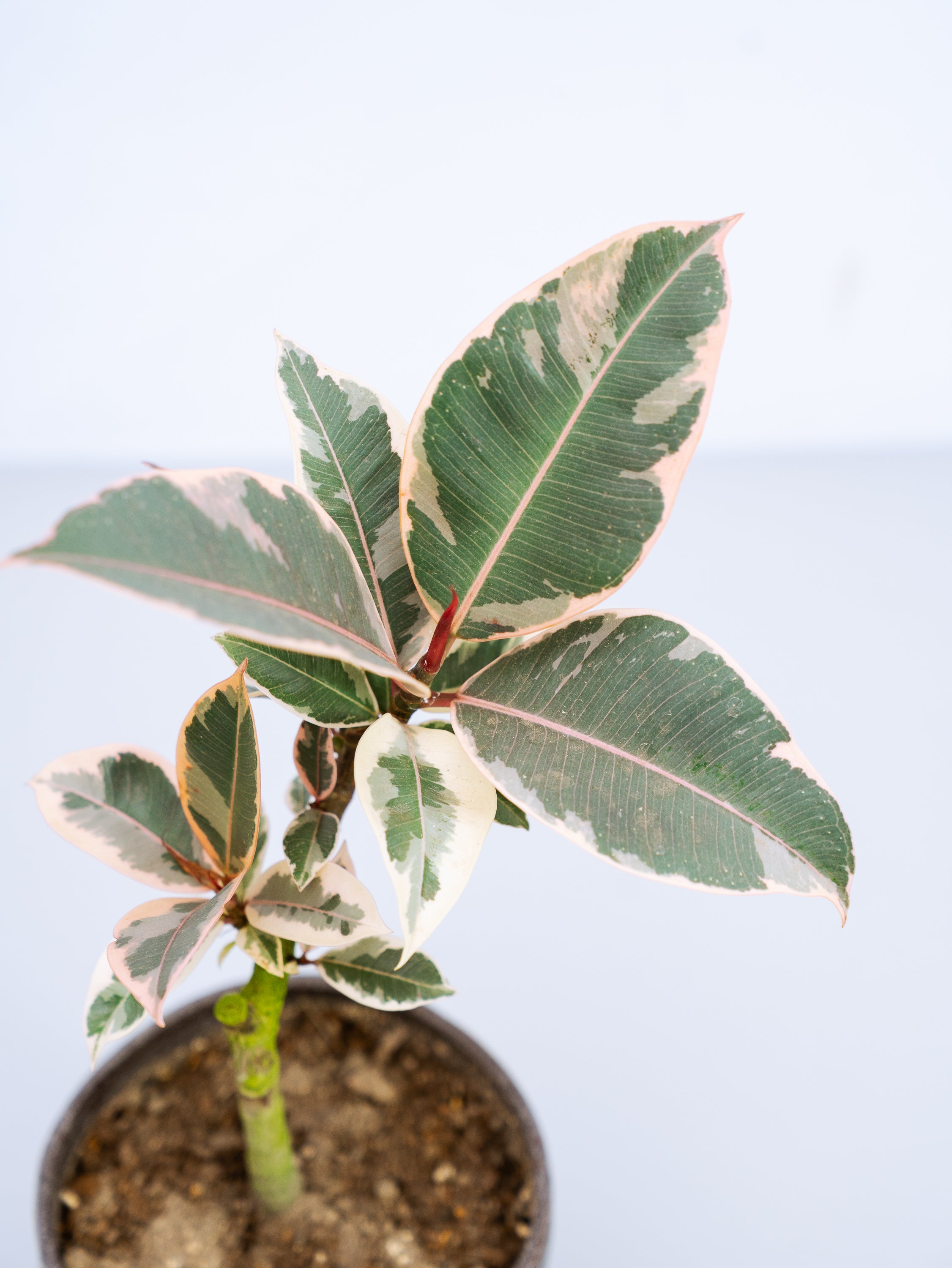 一点もの】フィカス・ティネケ 極上株 Table-L #1 | 観葉植物・お花の