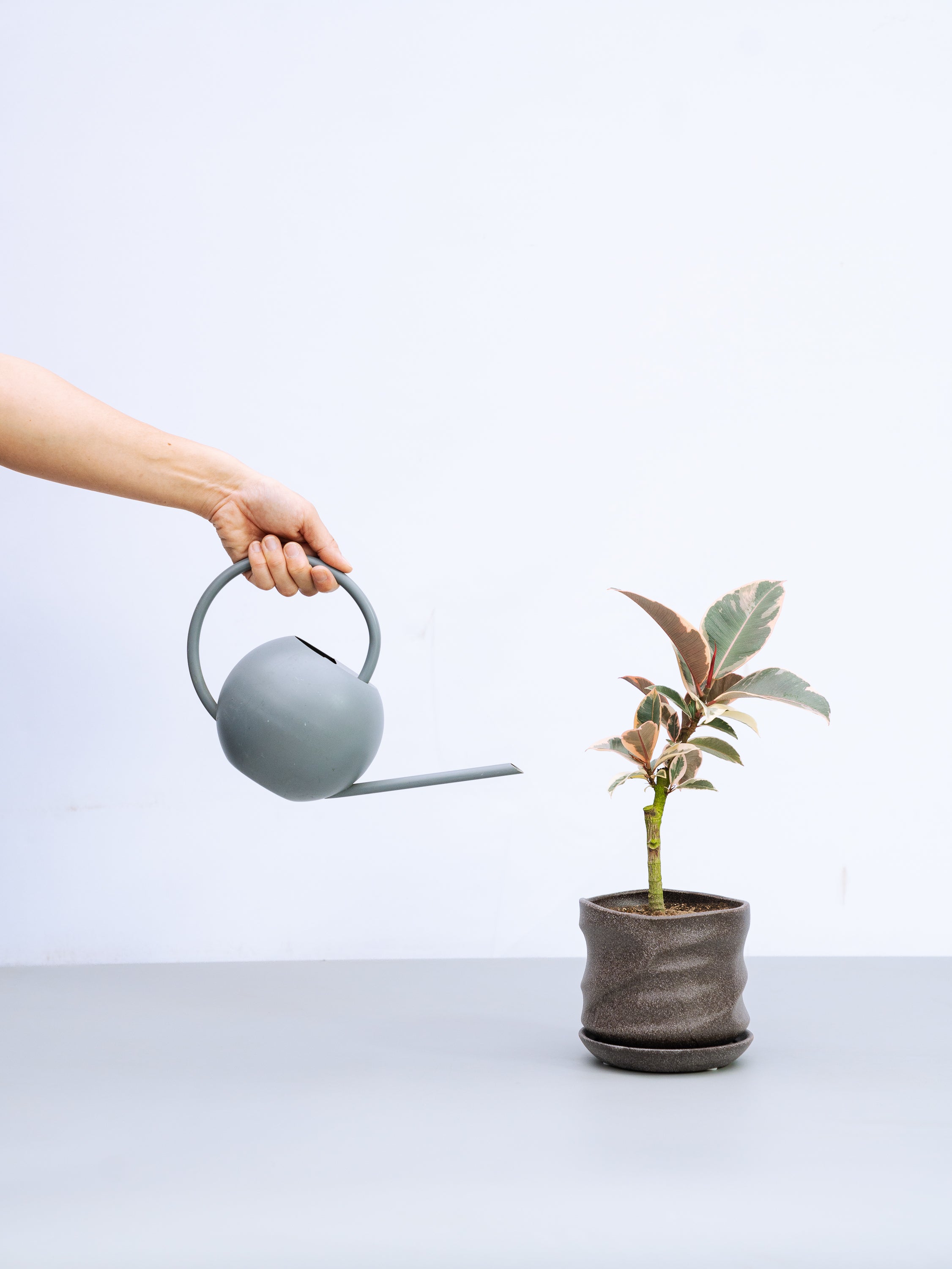 一点もの】フィカス・ティネケ 極上株 Table-L #1 | 観葉植物・お花の
