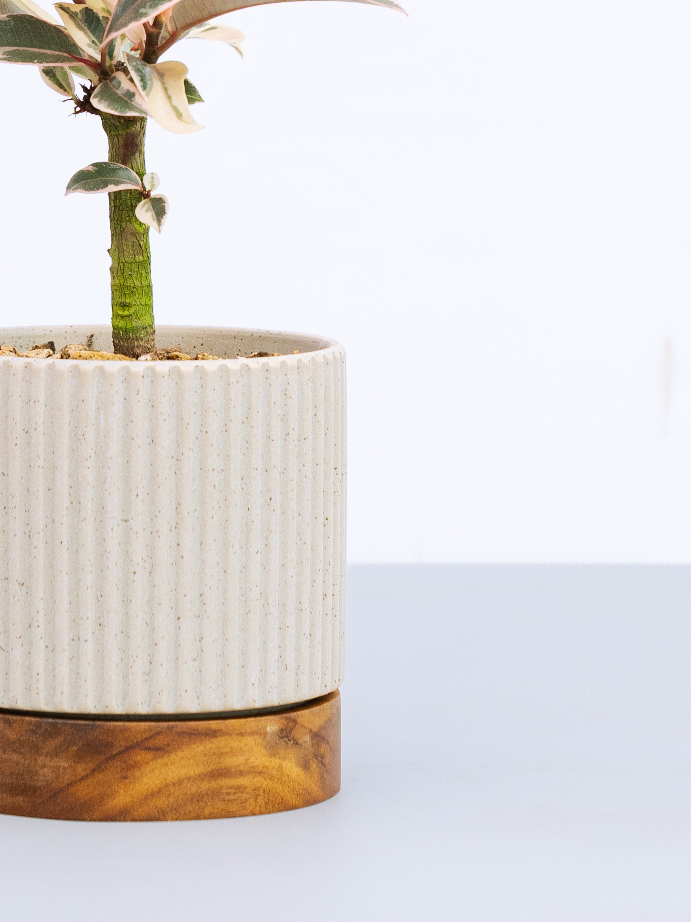 一点もの】フィカス・ティネケ 極上株 Table-L #2 | 観葉植物・お花の