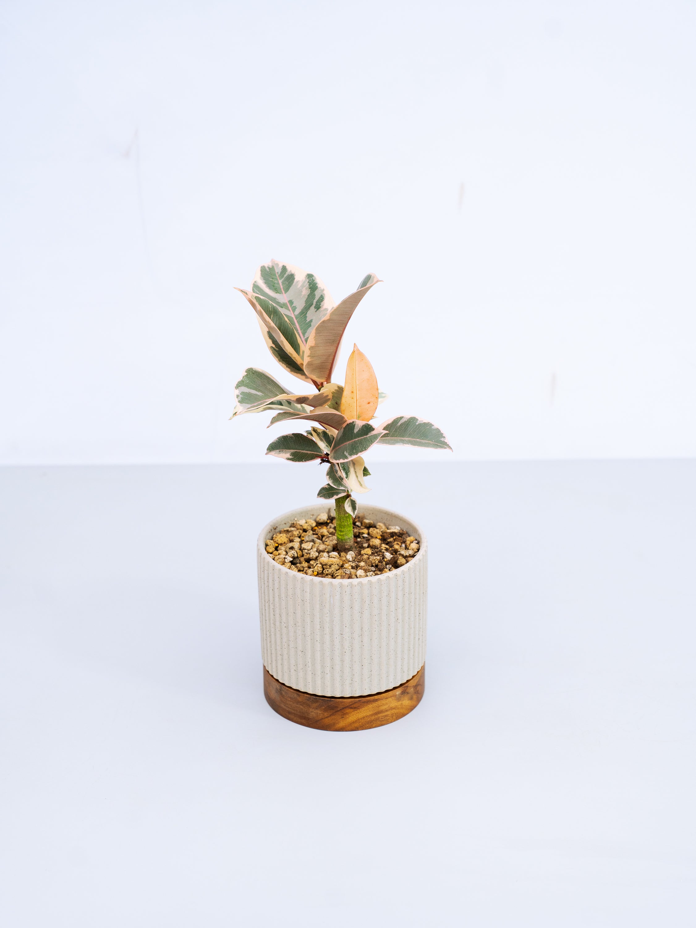 一点もの】フィカス・ティネケ 極上株 Table-L #2 | 観葉植物・お花の