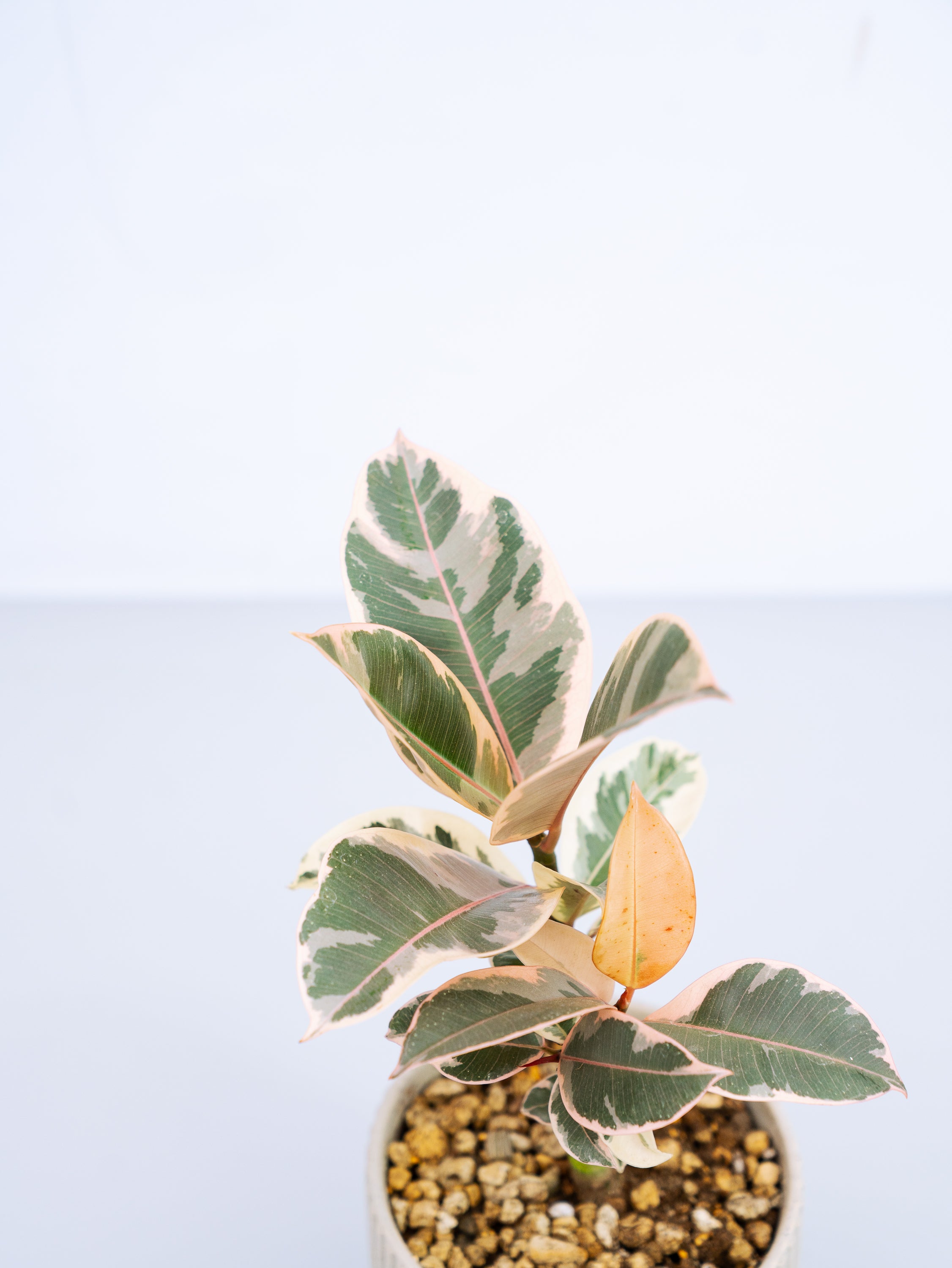 一点もの】フィカス・ティネケ 極上株 Table-L #2 | 観葉植物・お花の