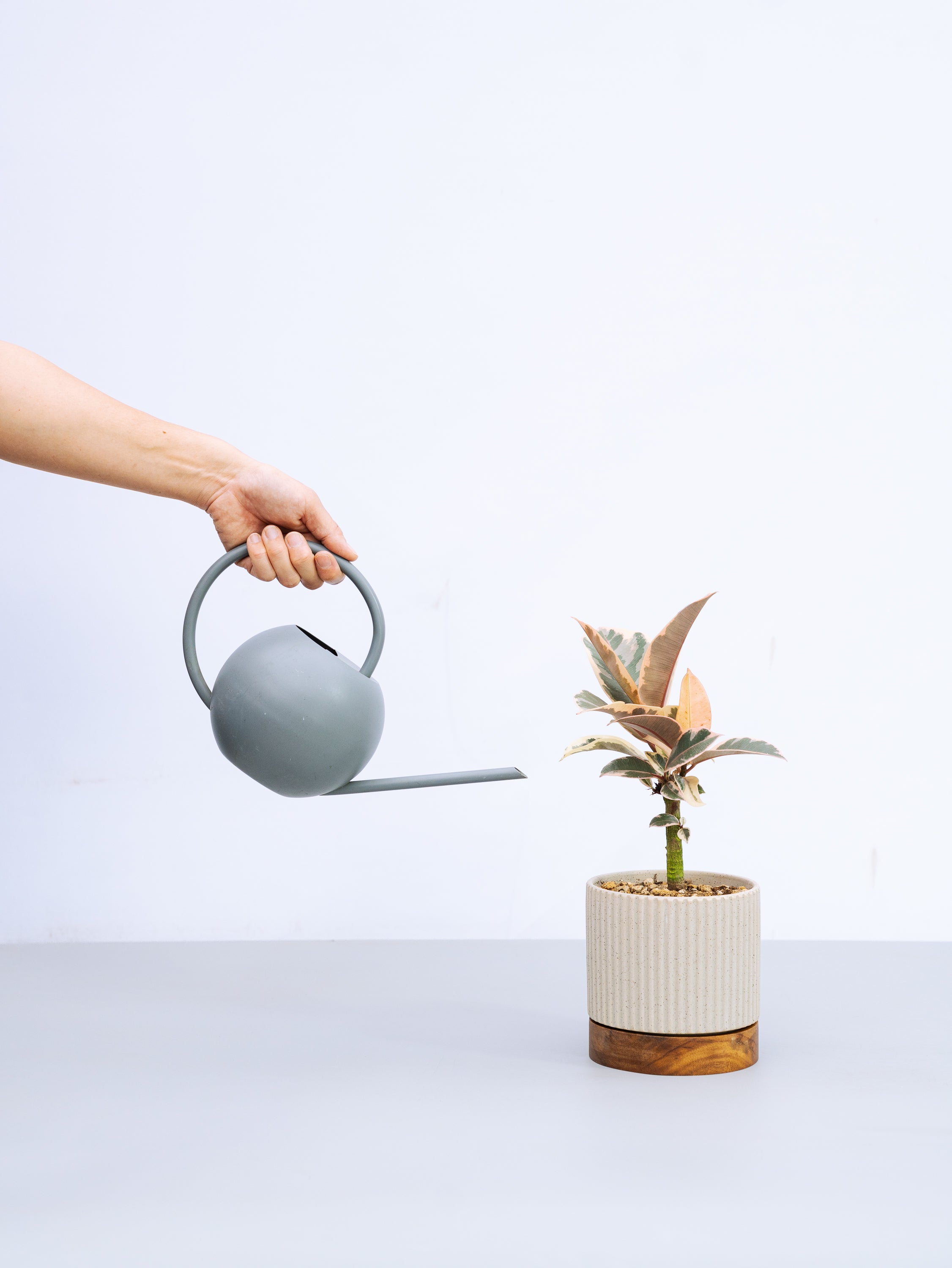 一点もの】フィカス・ティネケ 極上株 Table-L #2 | 観葉植物・お花の